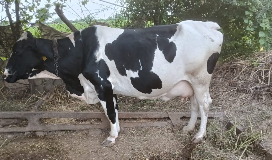 વેચાણ માટે 4