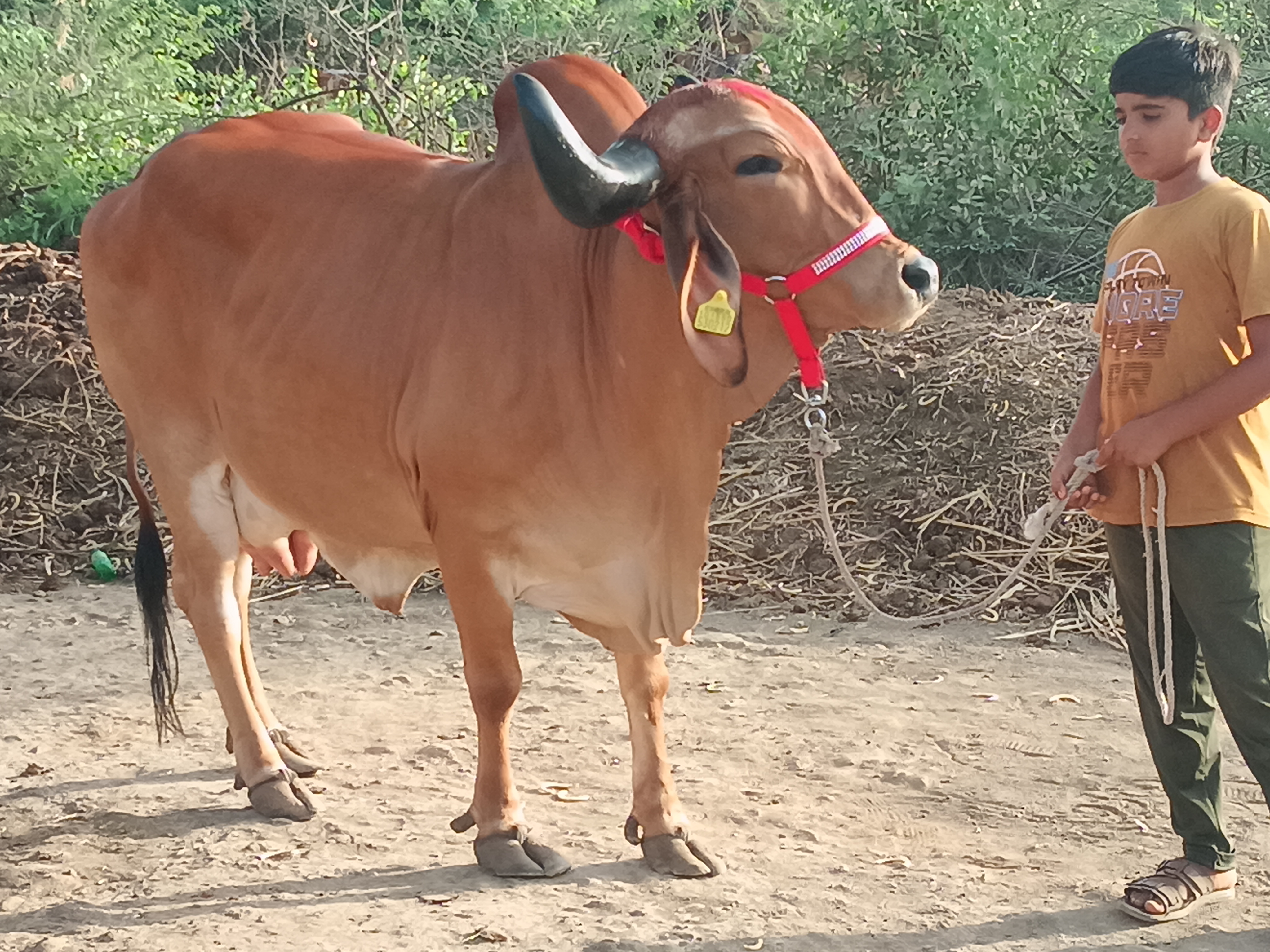 વેચાણ માટે