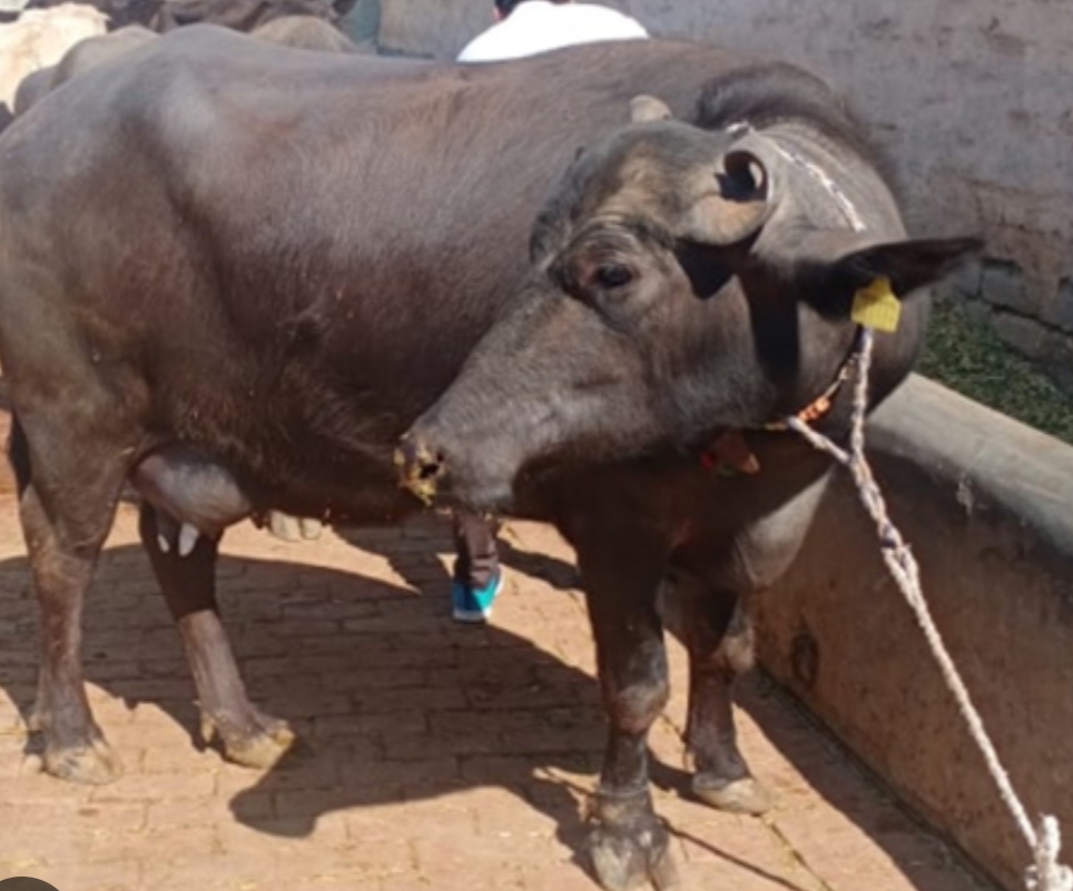 વેચાણ માટે