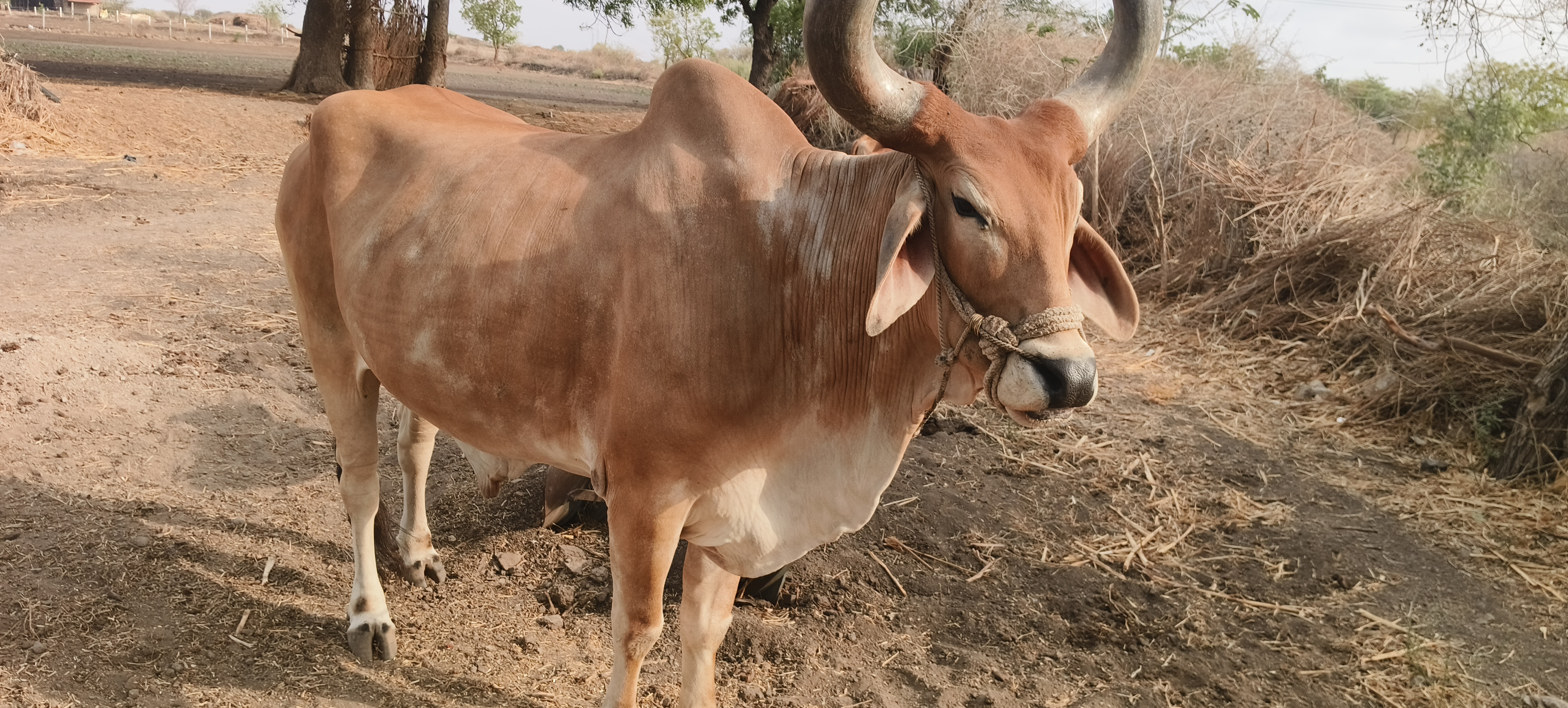 વેચાણ માટે