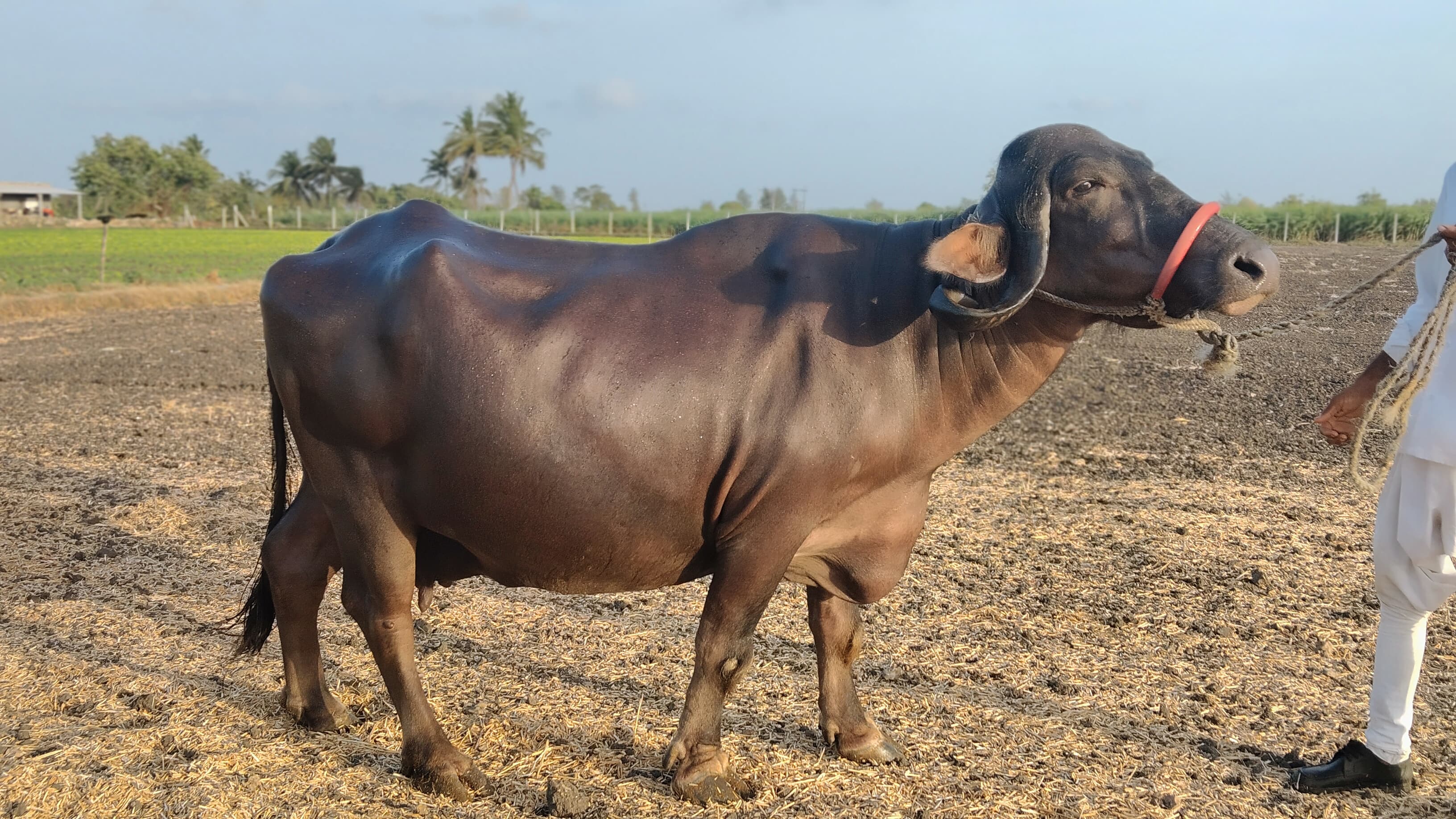વેચાણ માટે
