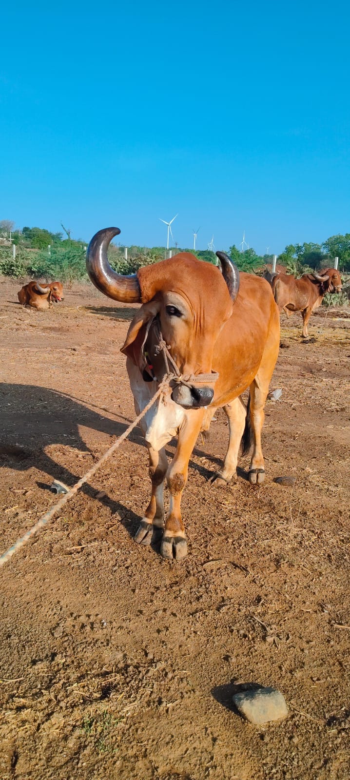 વેચાણ માટે 2
