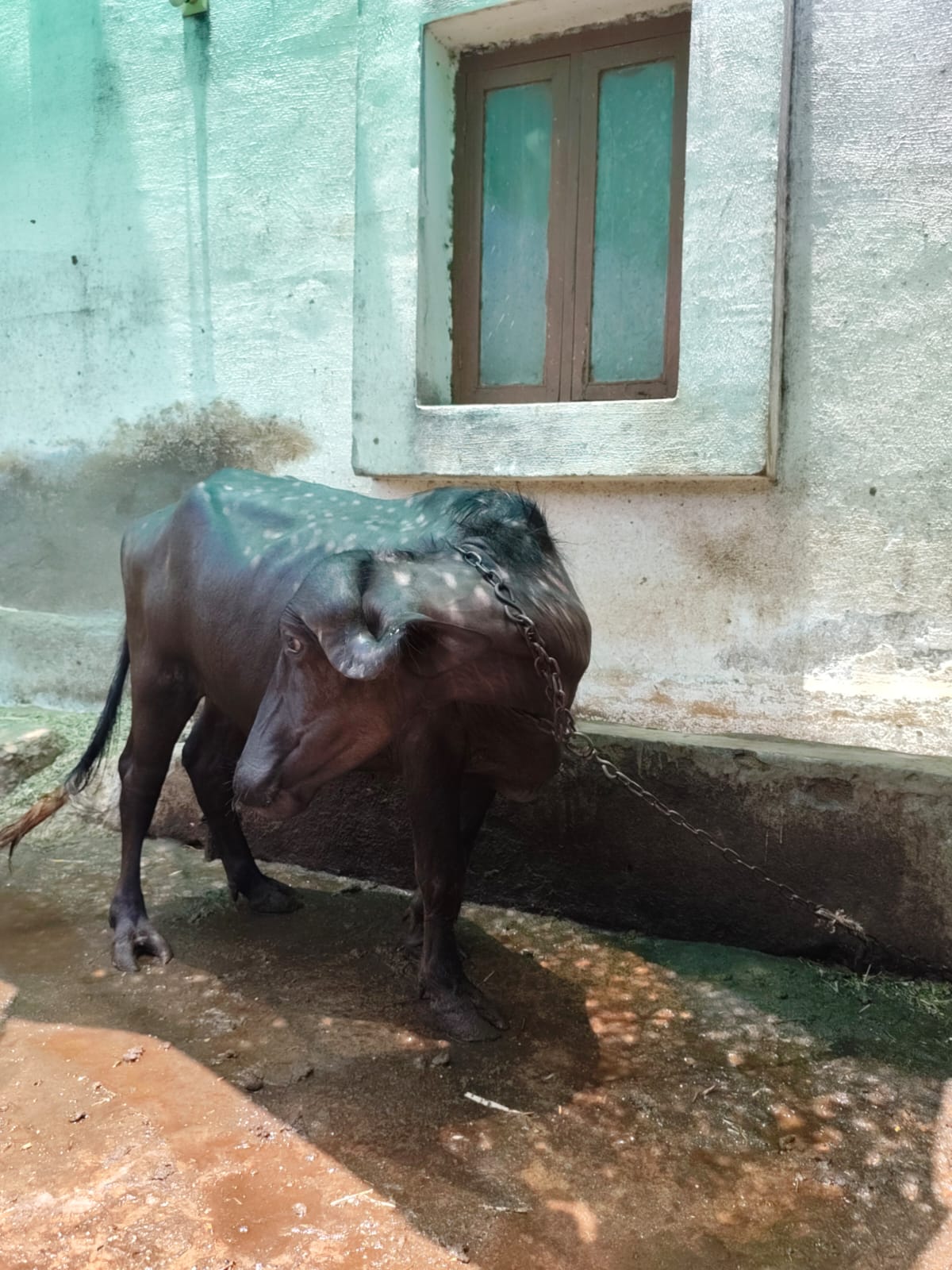 વેચાણ માટે 2