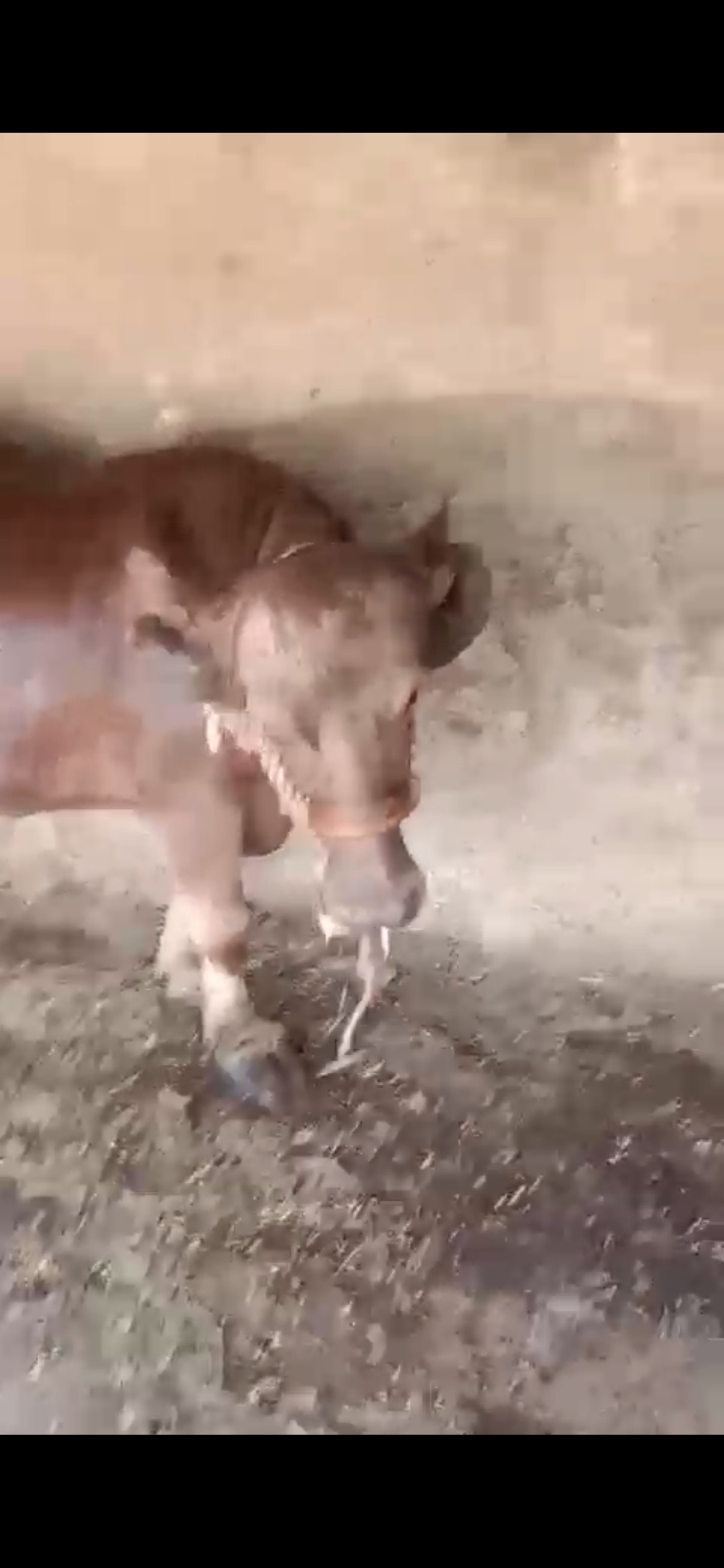 વેચાણ માટે 5