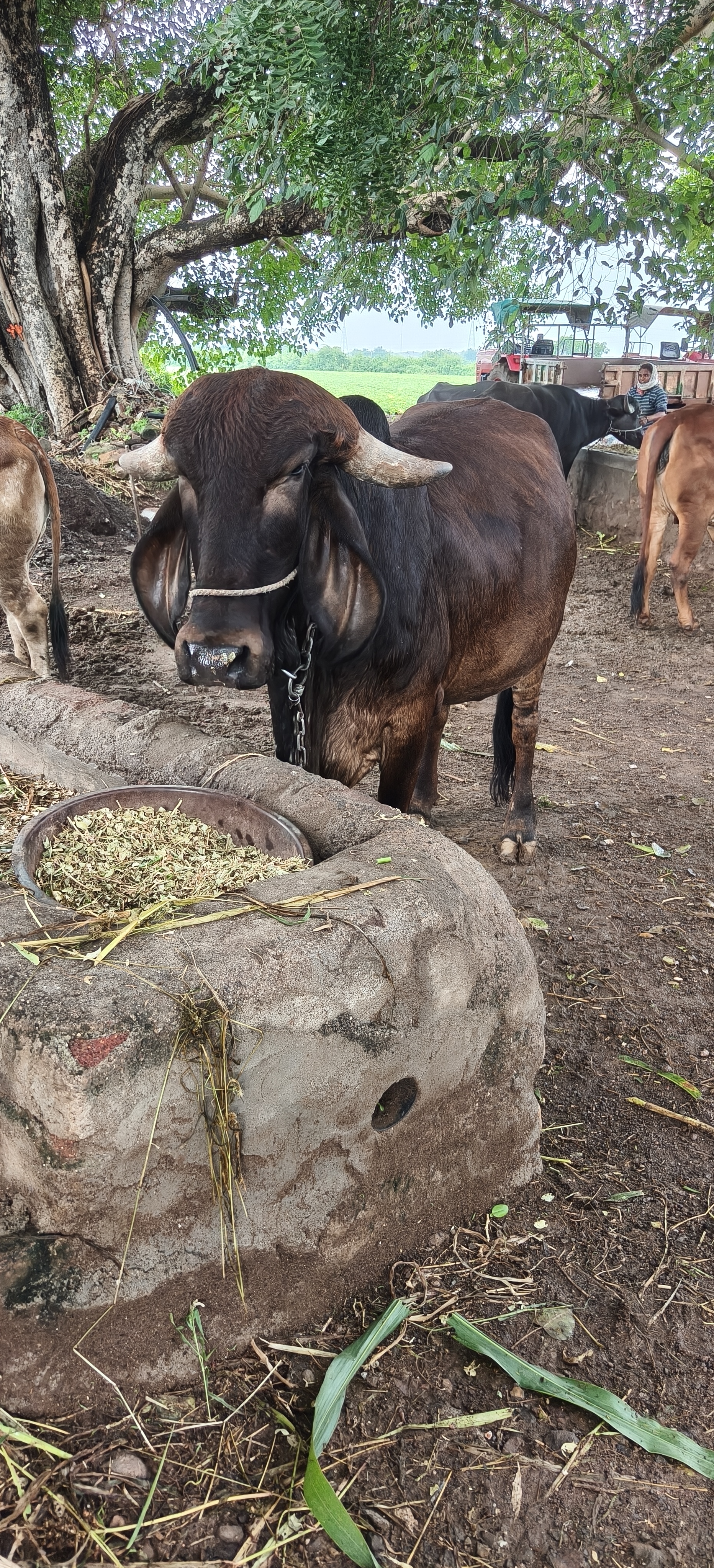 વેચાણ માટે 3
