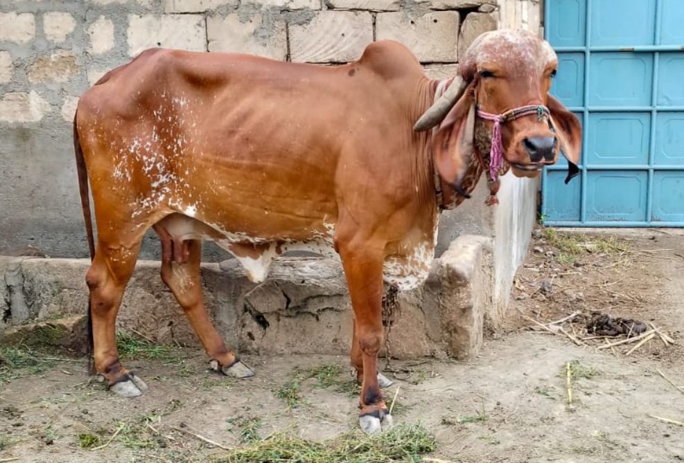 વેચાણ માટે
