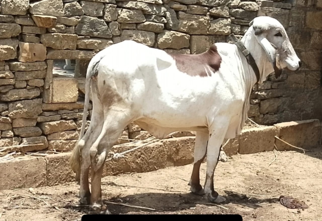 વેચાણ માટે 3
