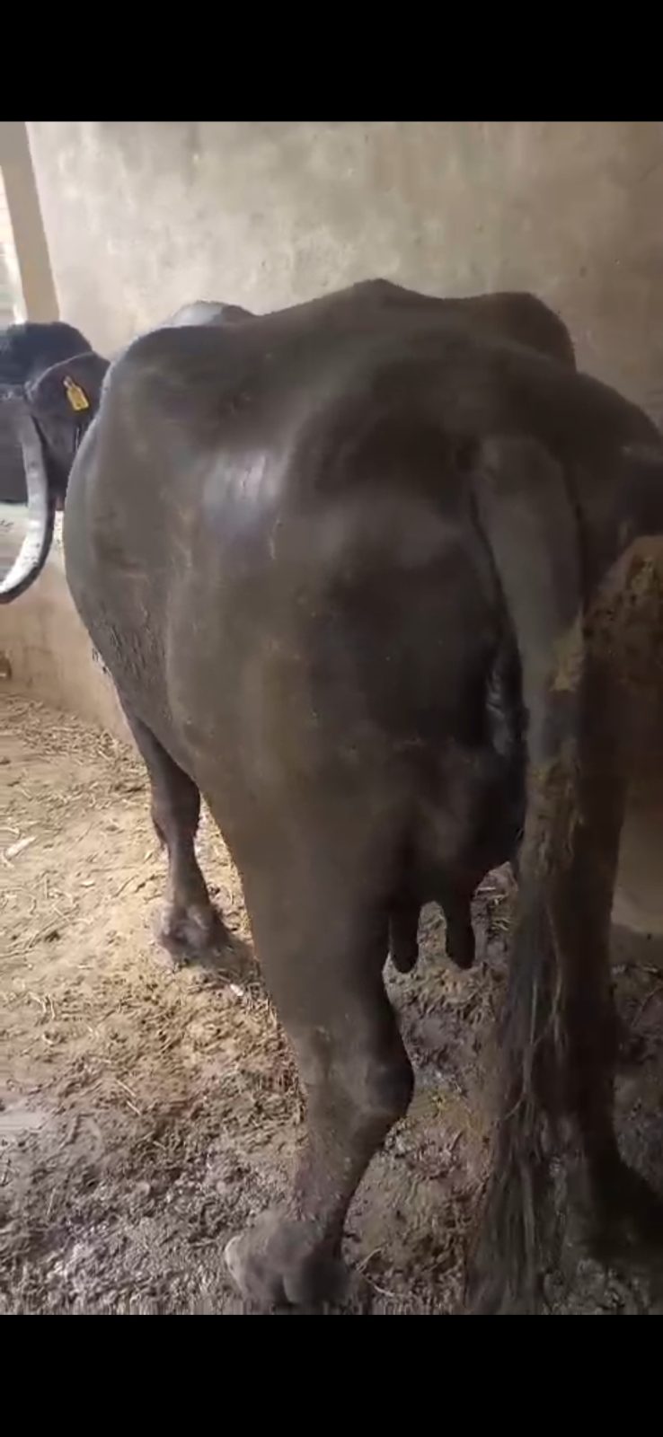 વેચાણ માટે 4