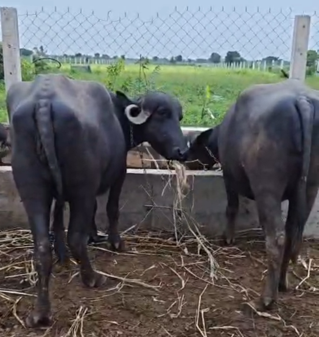 વેચાણ માટે