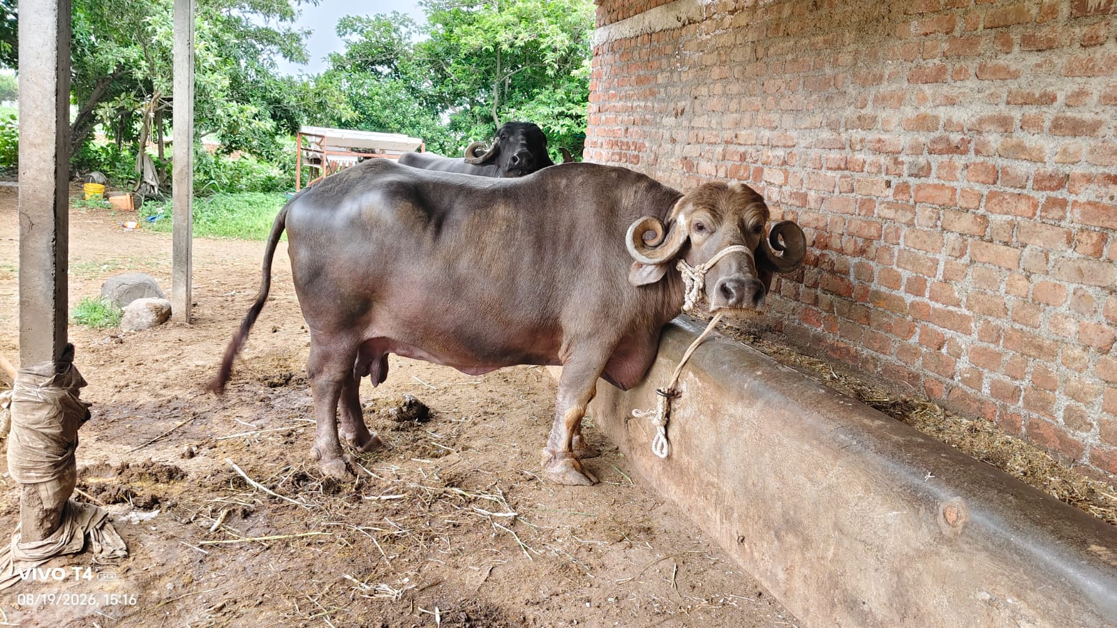 વેચાણ માટે 3