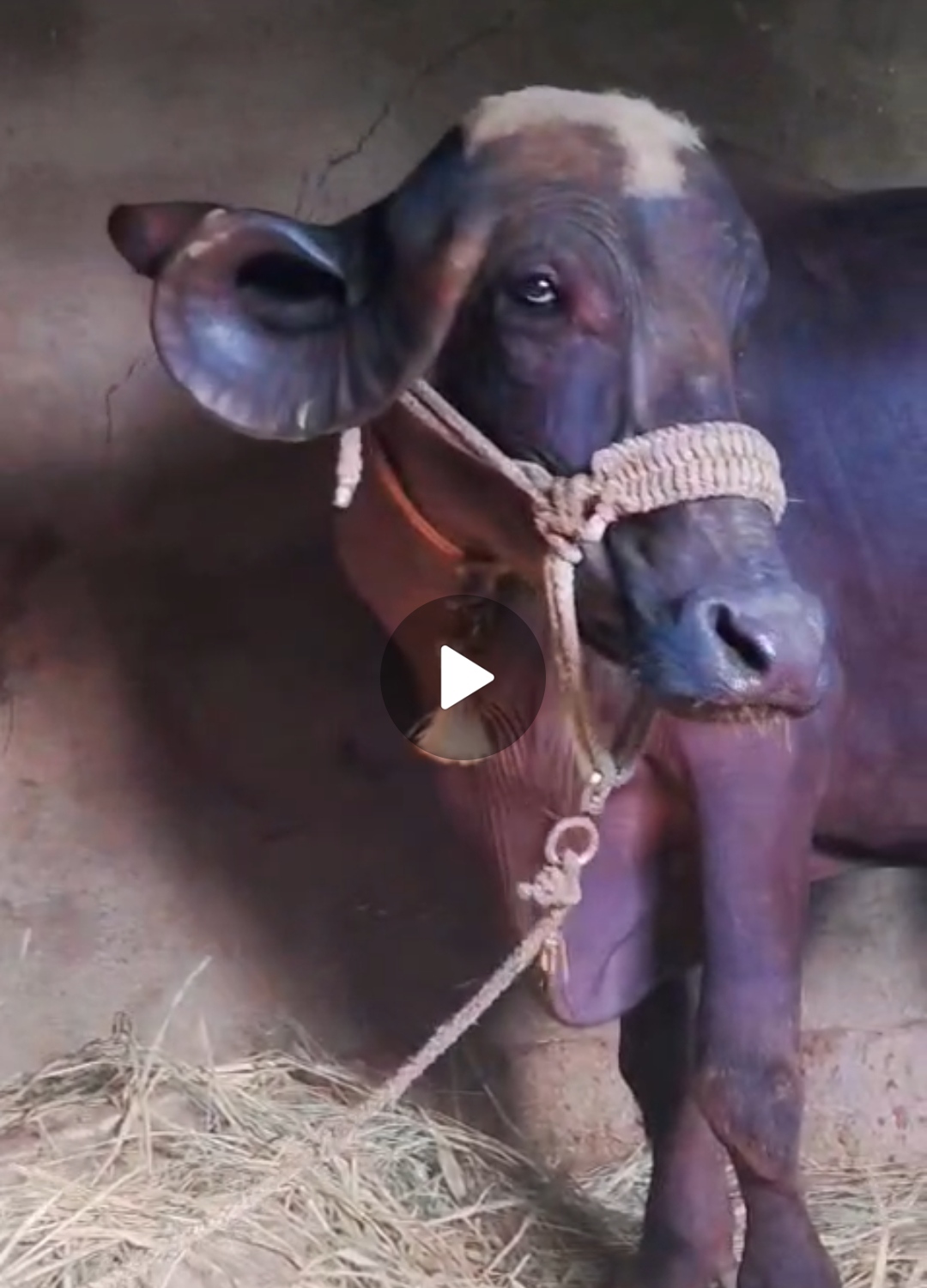 વેચાણ માટે