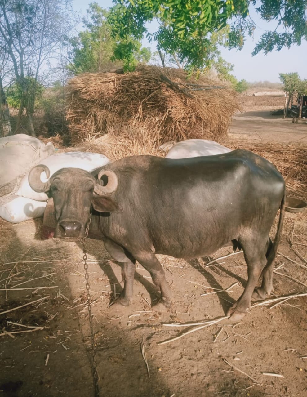 વેચાણ માટે