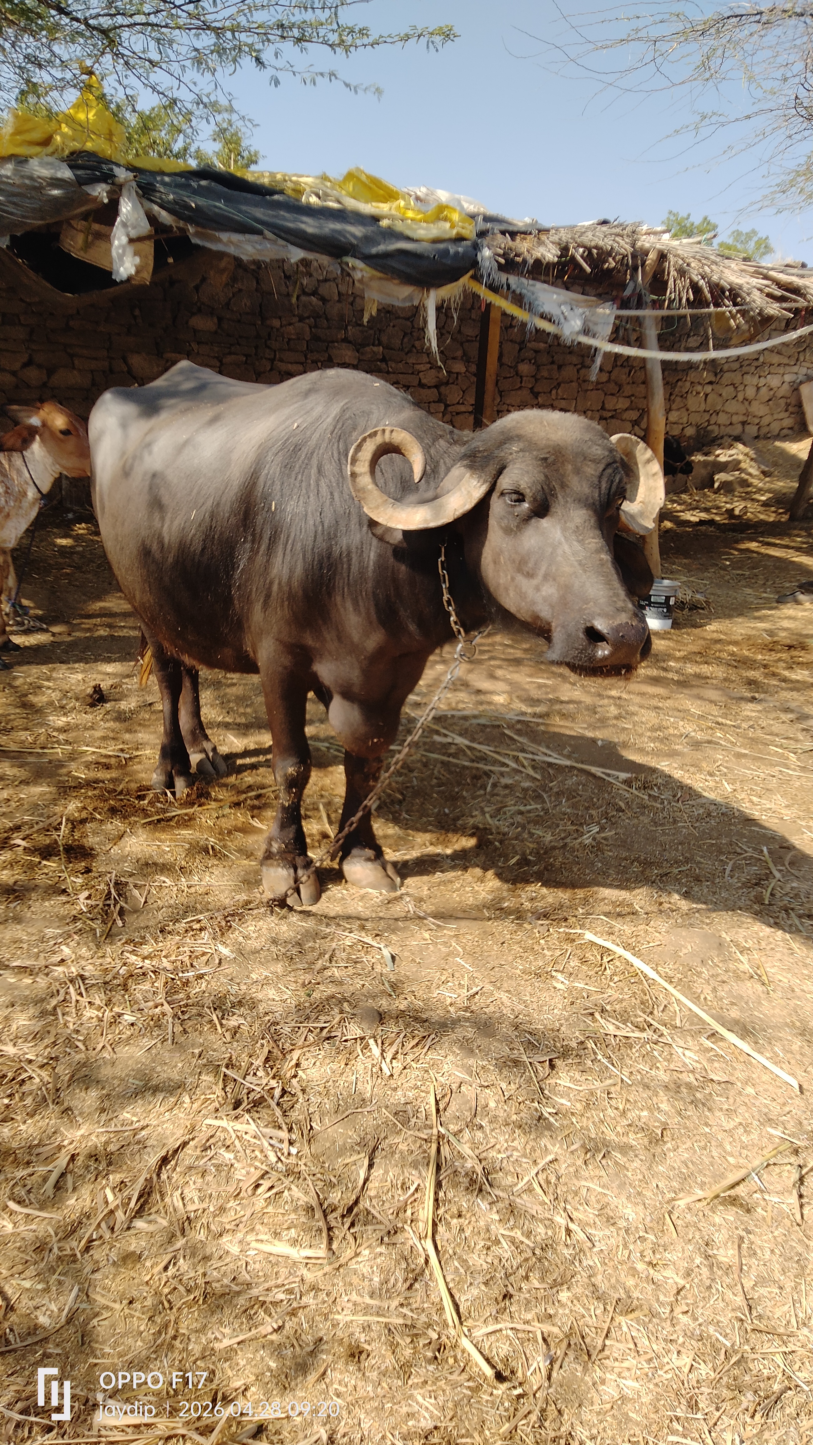વેચાણ માટે