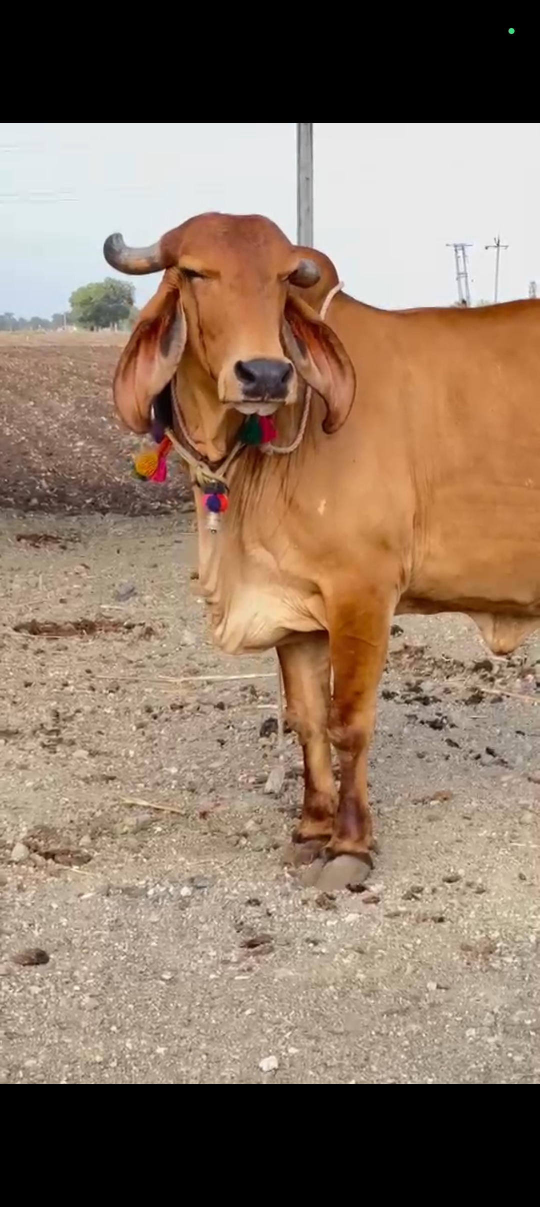 વેચાણ માટે