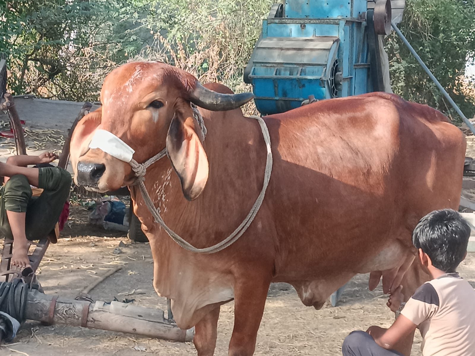 વેચાણ માટે
