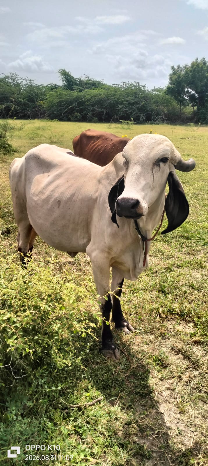 વેચાણ માટે 3