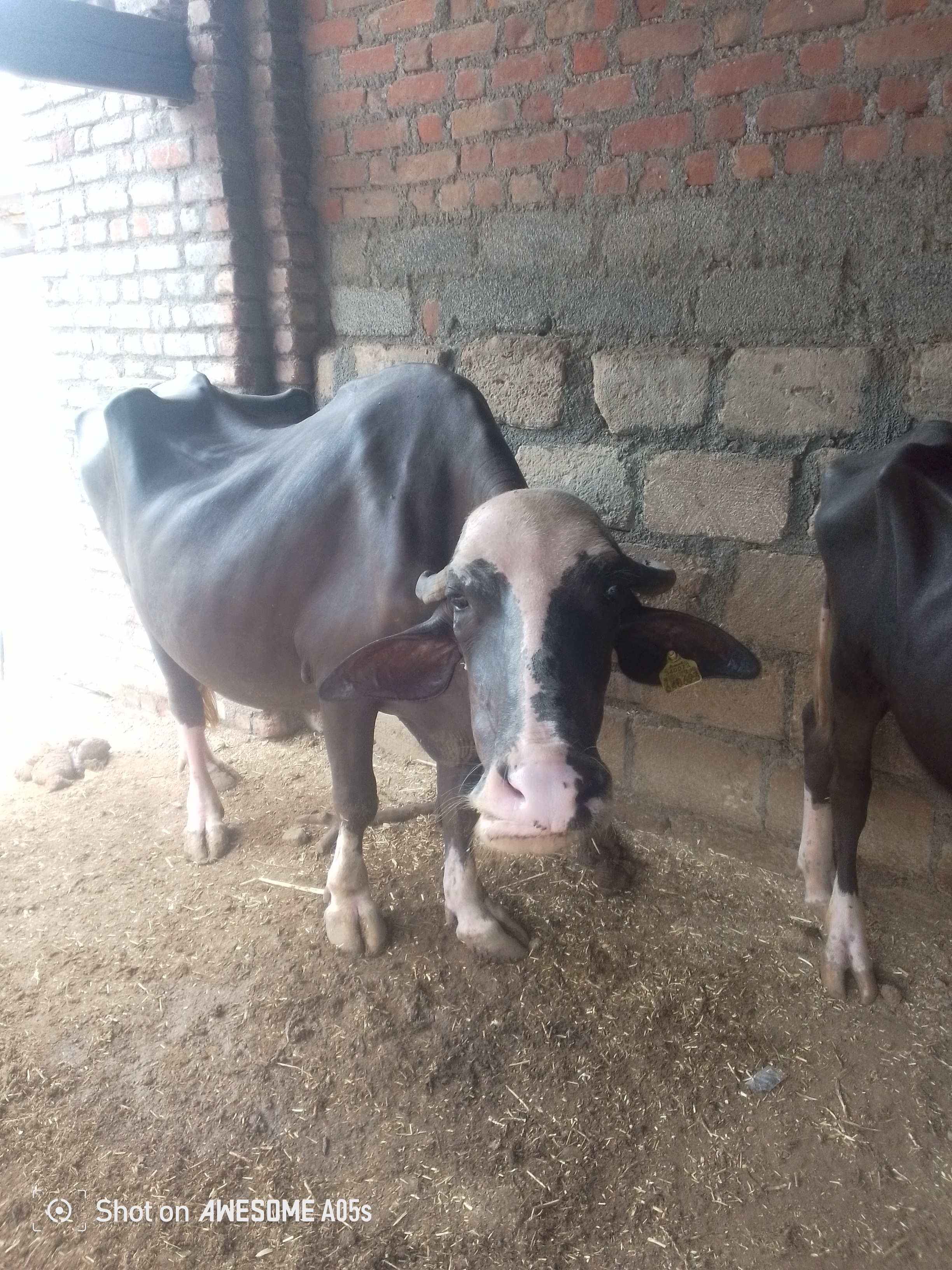 વેચાણ માટે 2