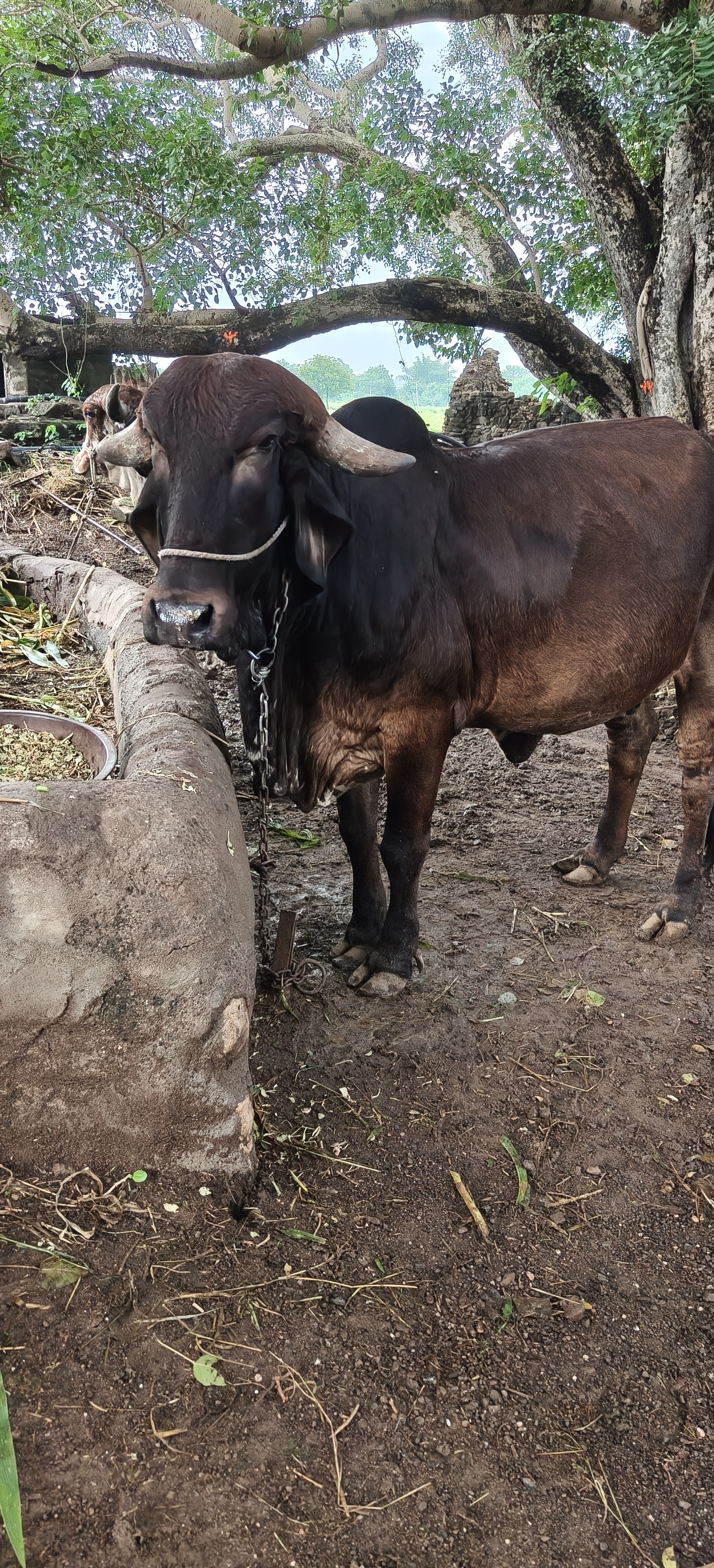 વેચાણ માટે 2