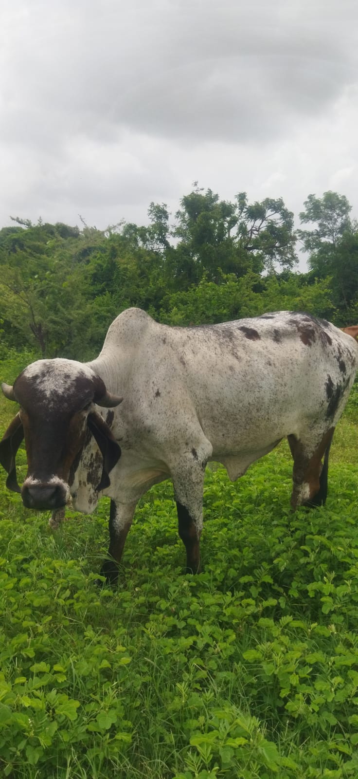 વેચાણ માટે