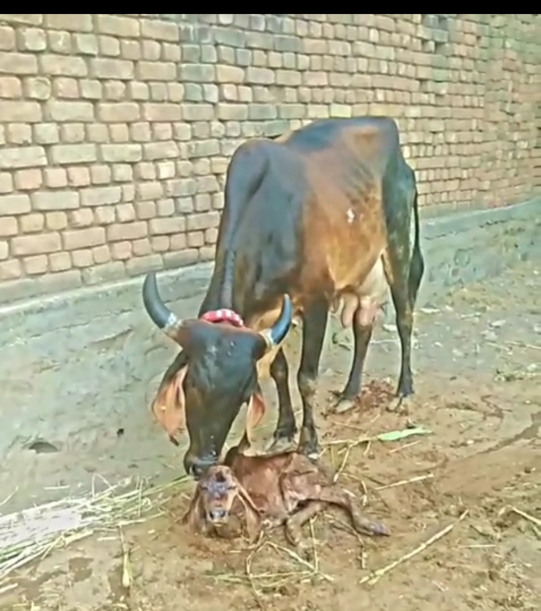 વેચાણ માટે 2