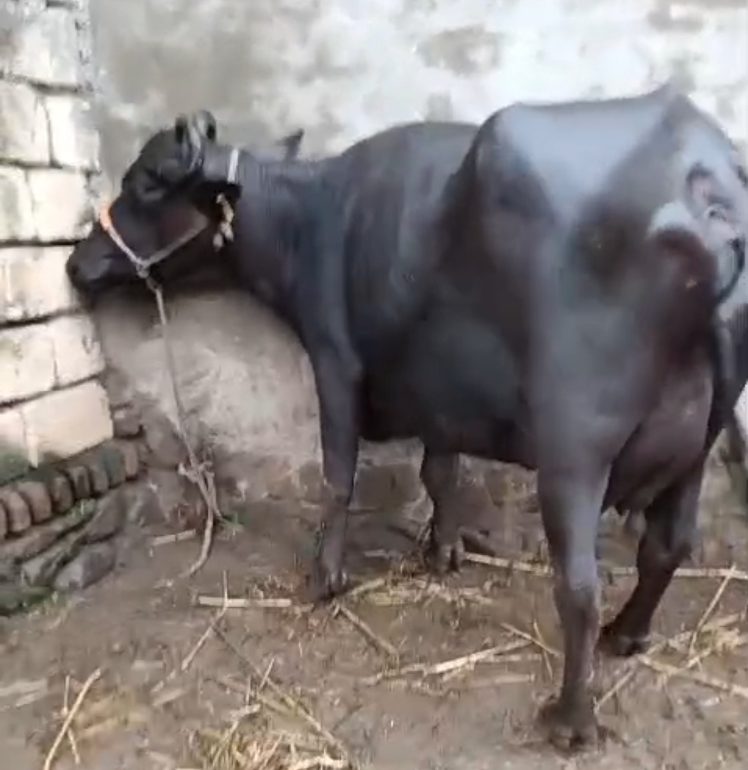 વેચાણ માટે
