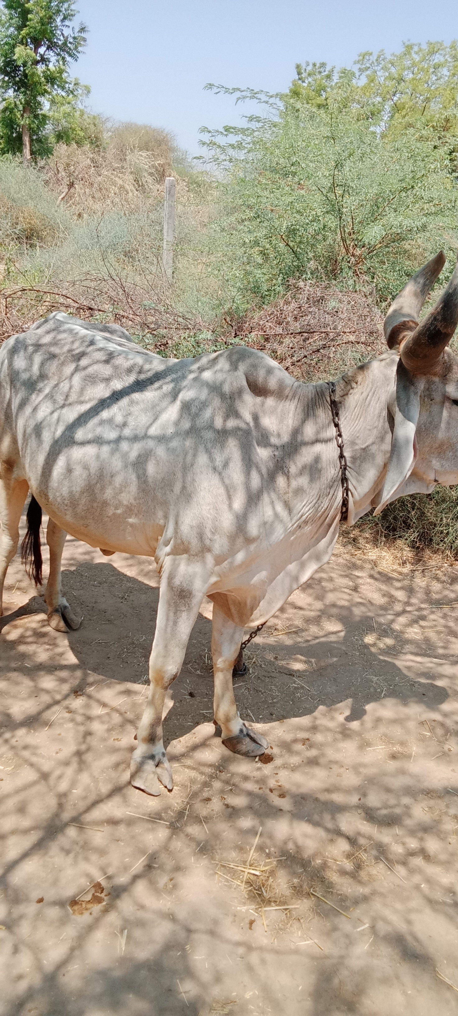 વેચાણ માટે 3