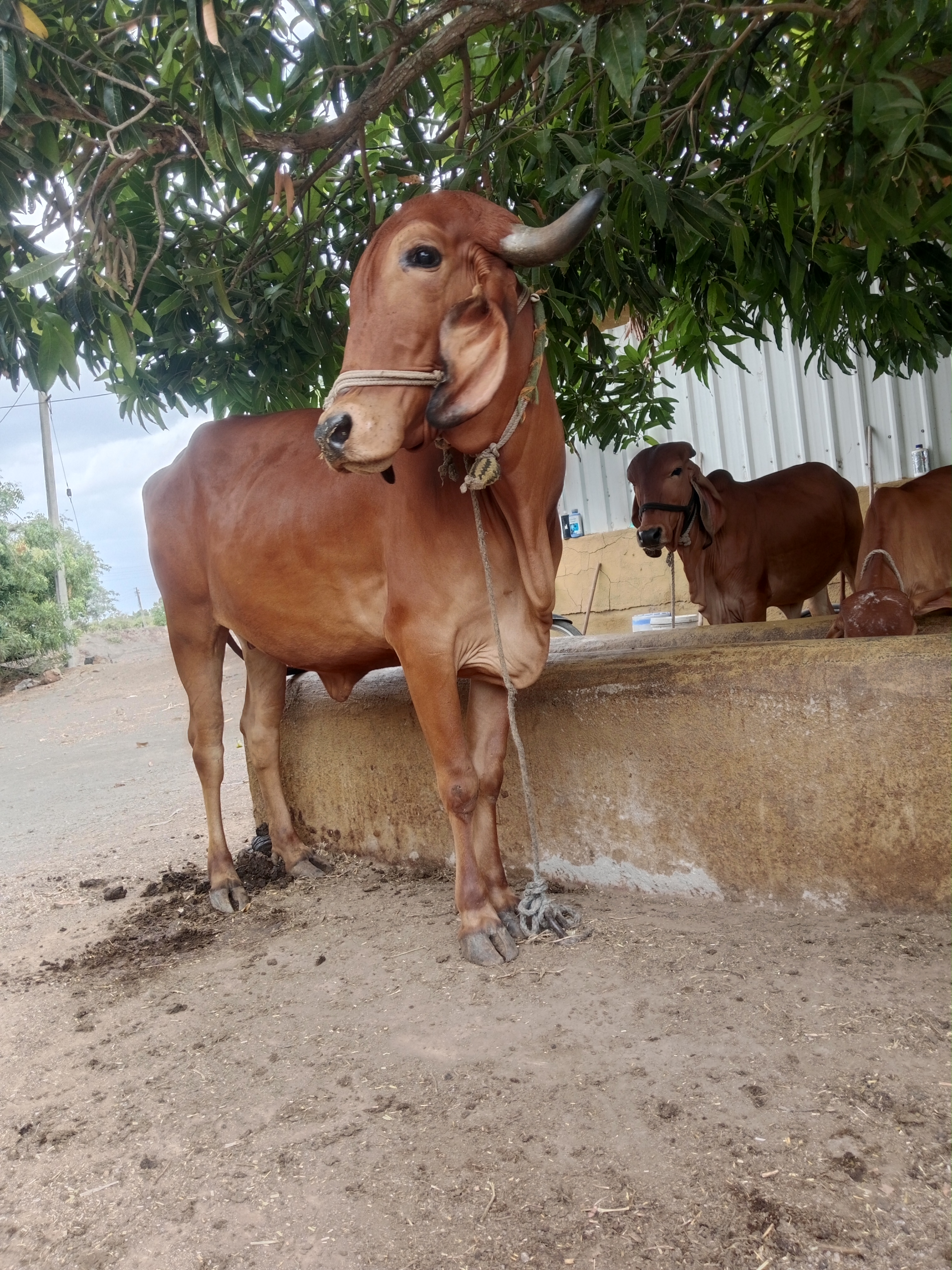 ₹35,000 માં  બીજું વેતર બે મહિનાની કાચી