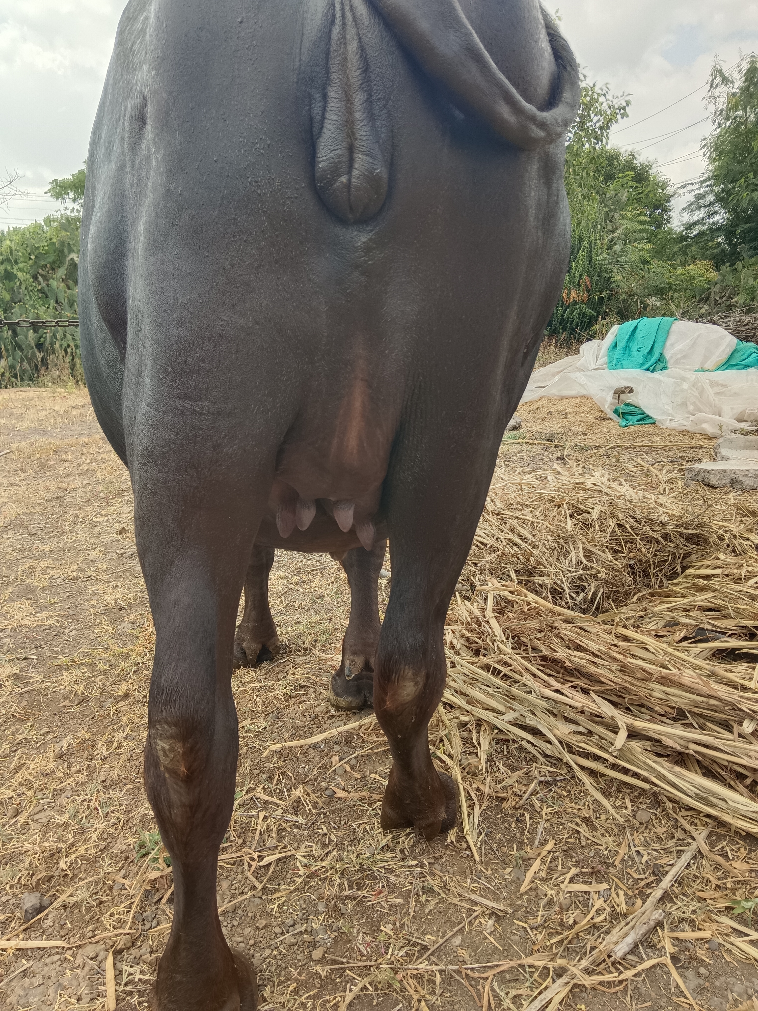 વેચાણ માટે 2
