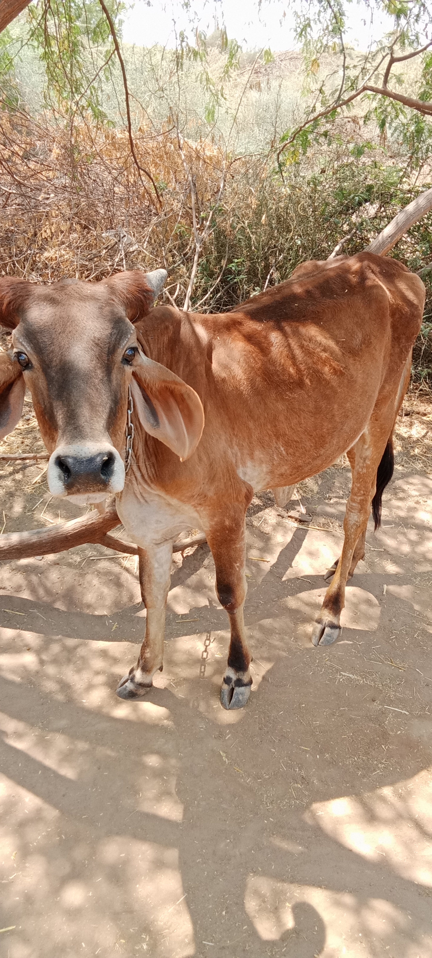 વેચાણ માટે