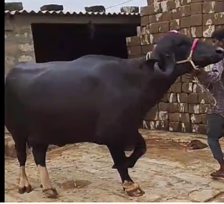 વેચાણ માટે