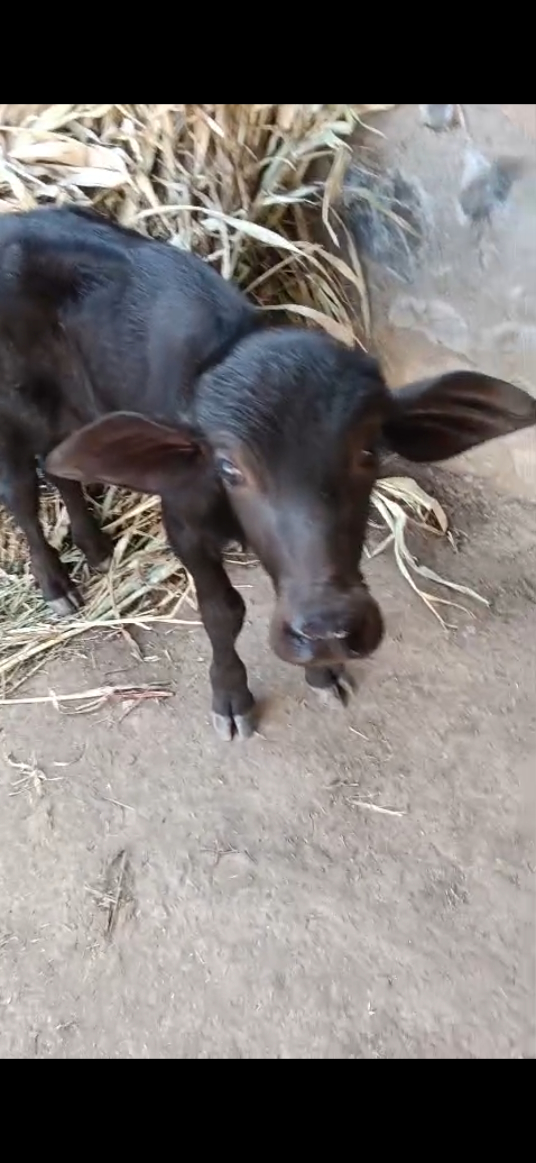 વેચાણ માટે 3