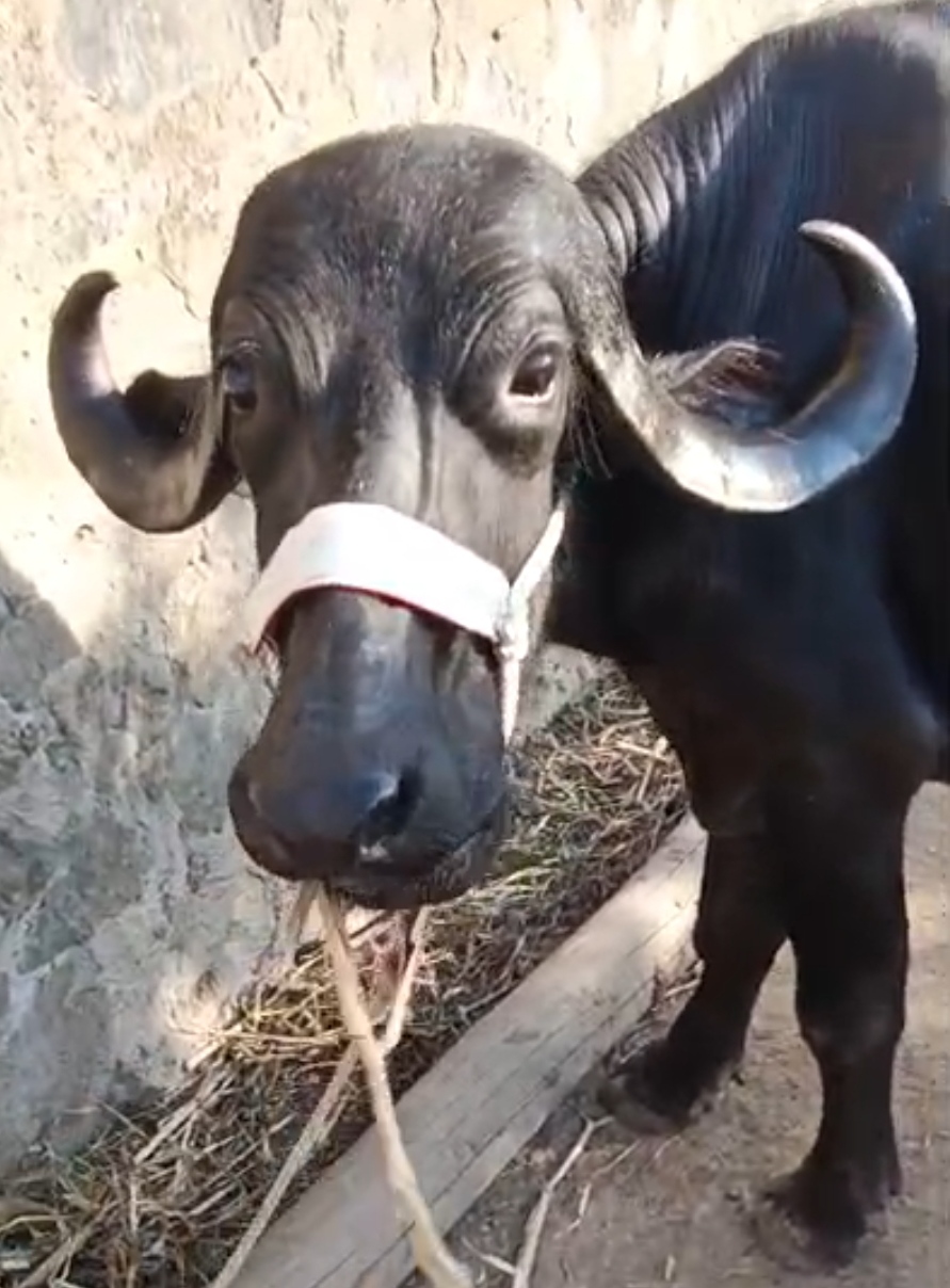 વેચાણ માટે 2