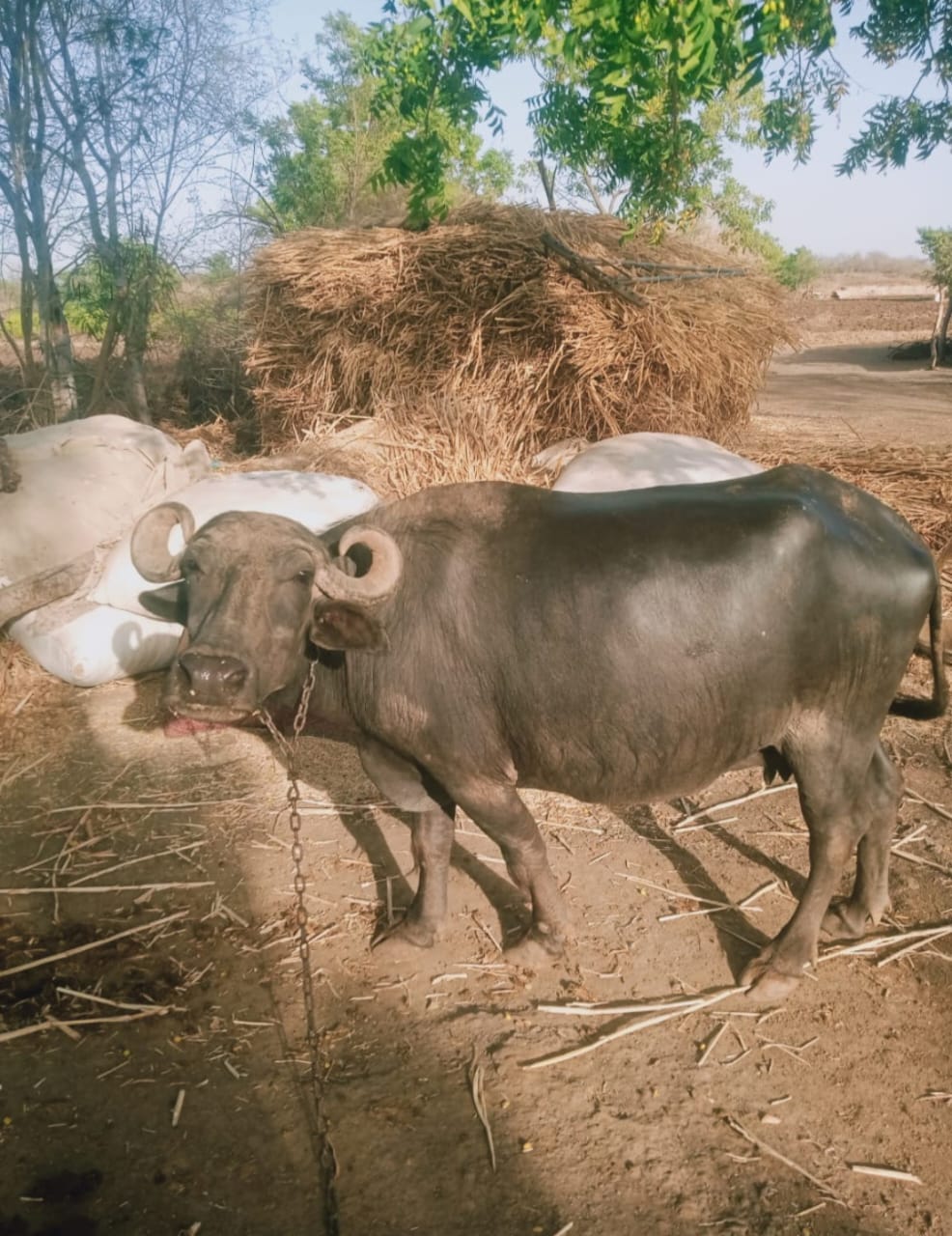વેચાણ માટે 2