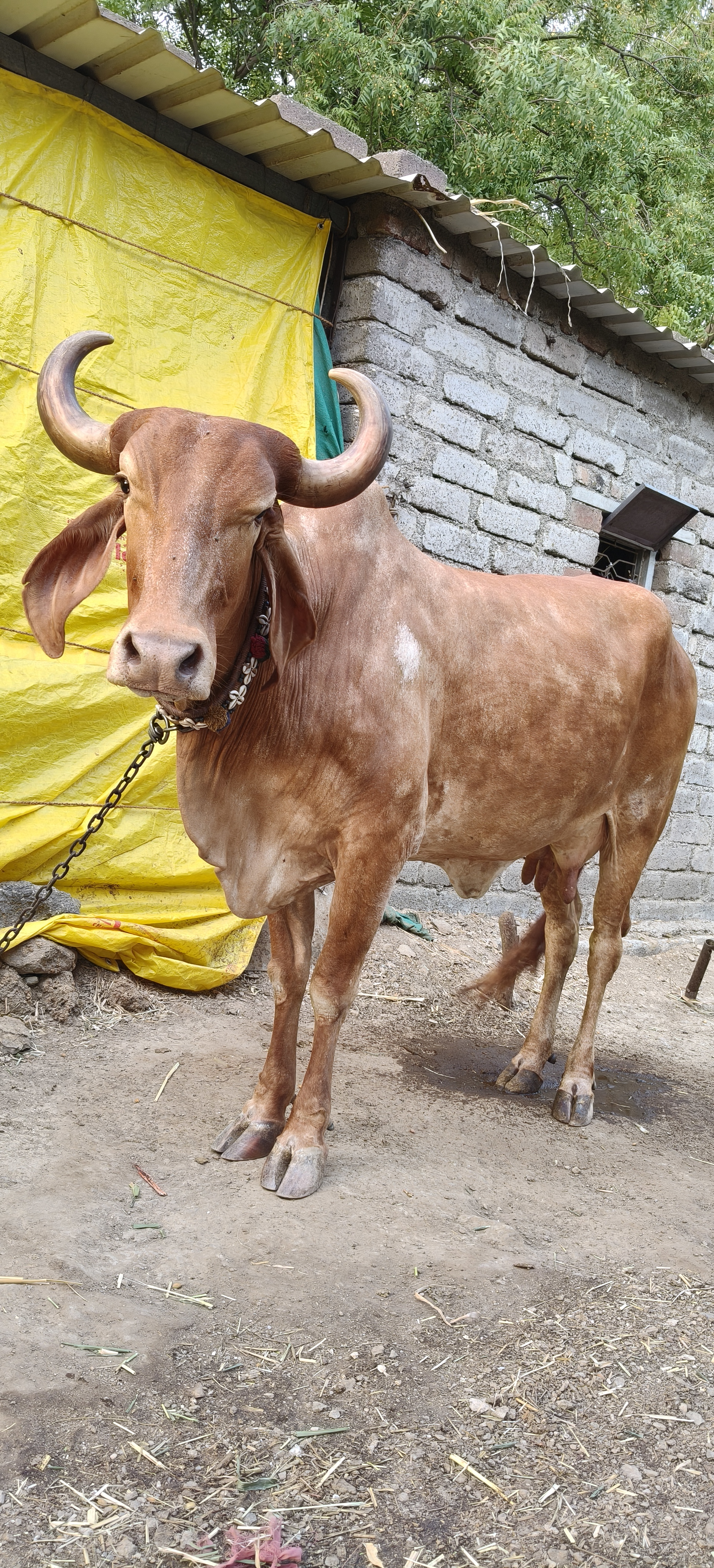 વેચાણ માટે 2