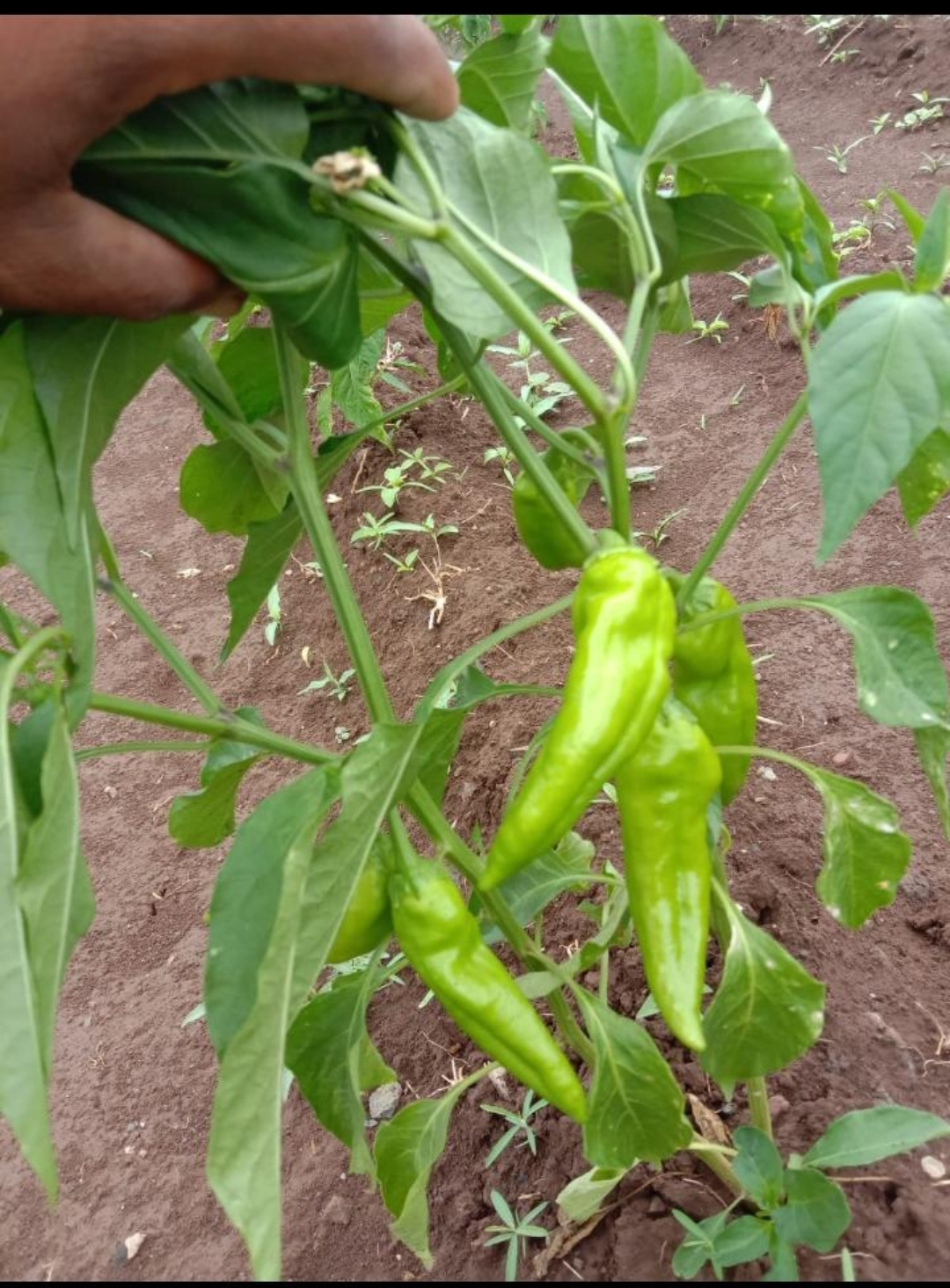 મરચી નો રોપ વેચવાનો છે ભોલાર 2