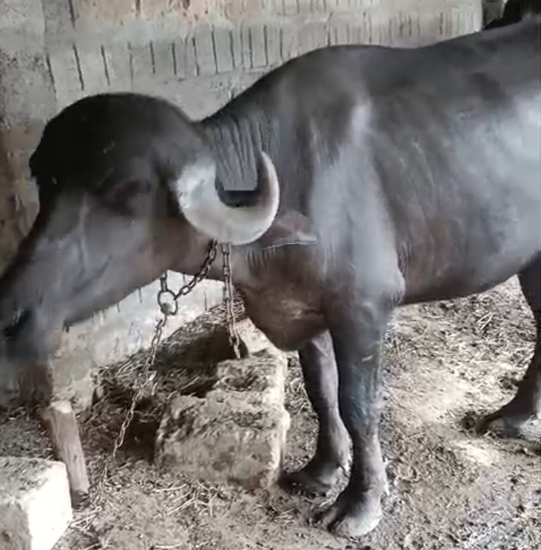 વેચાણ માટે