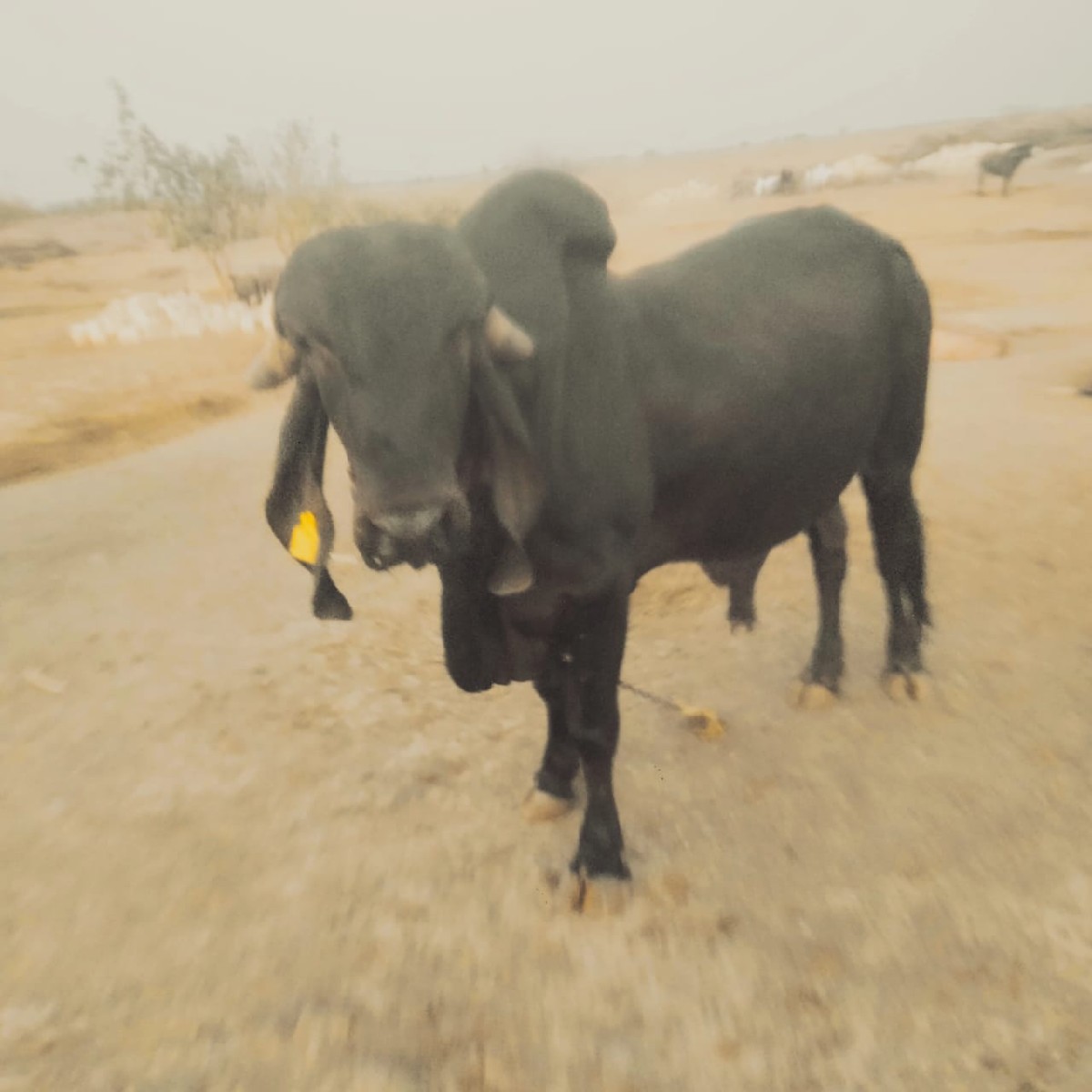 काणो आंखों से