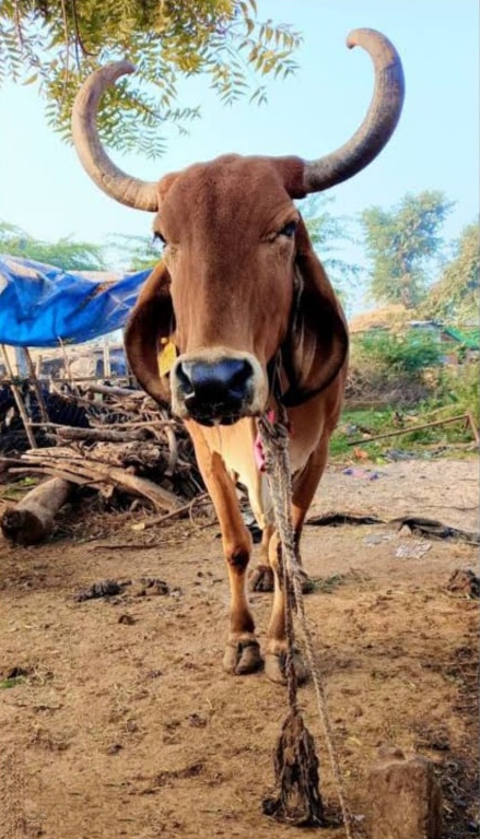 જાહેરાત