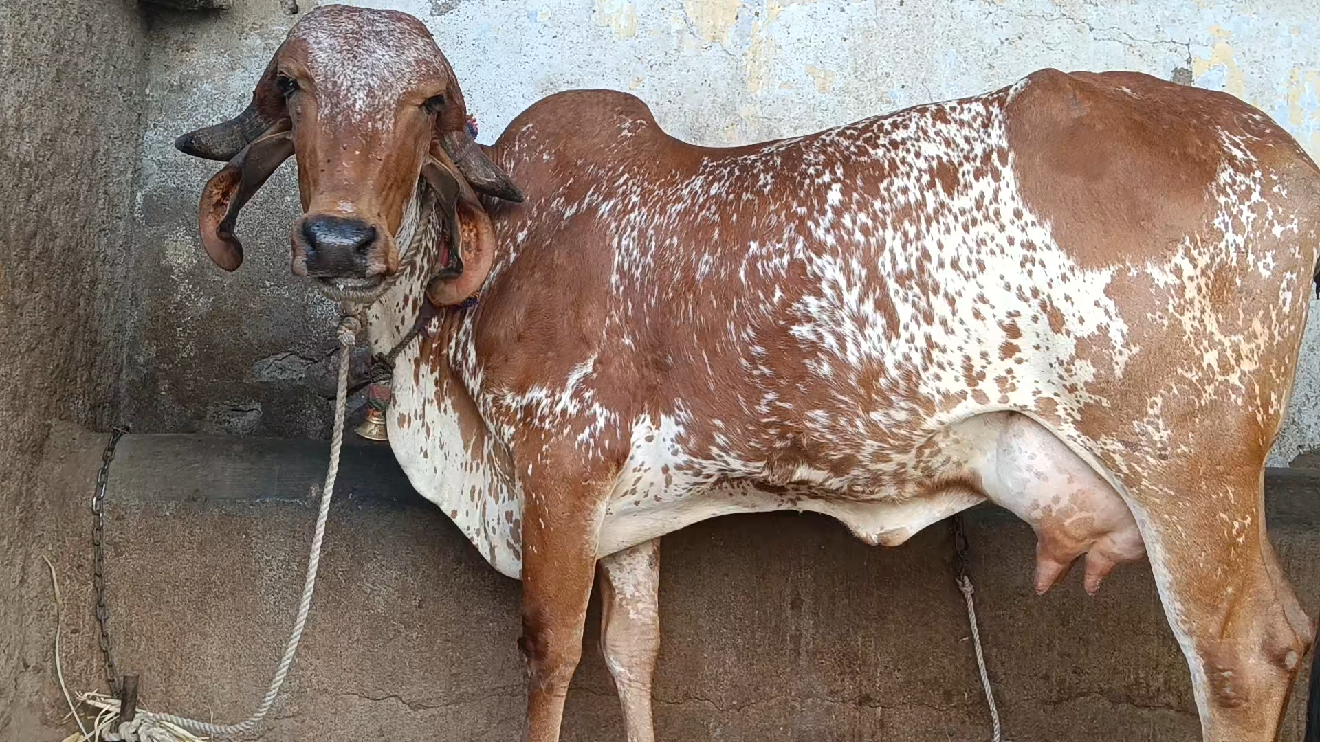 વેચાણ માટે