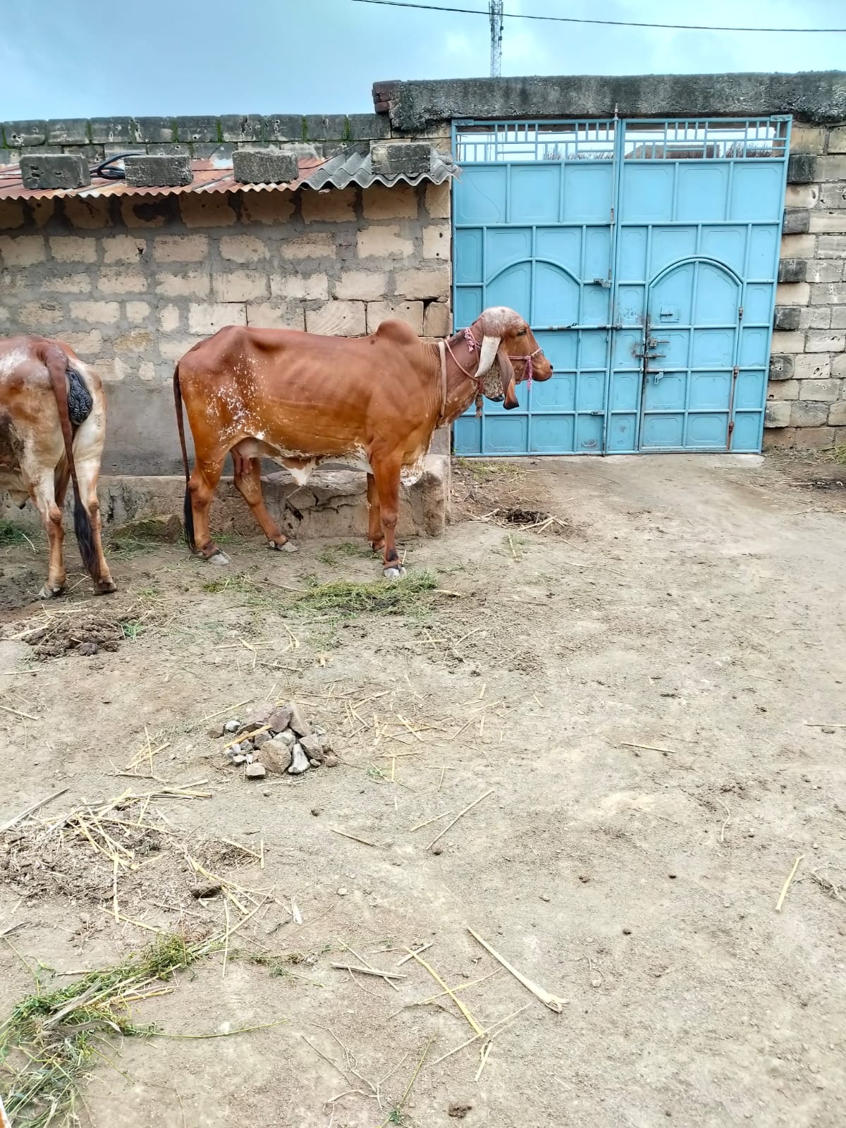 વેચાણ માટે 3