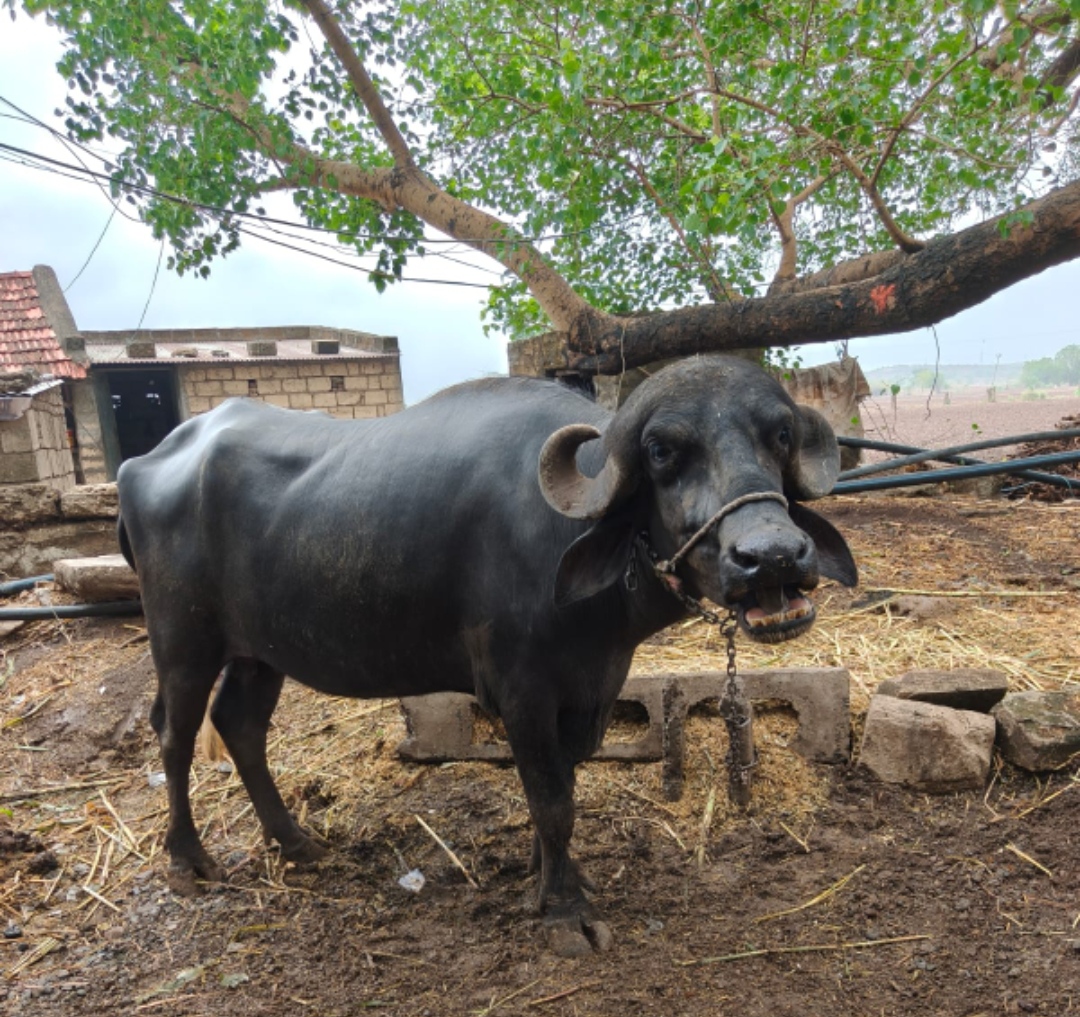 વેચાણ માટે 2