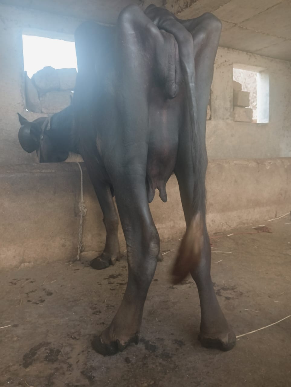 વેચાણ માટે 3