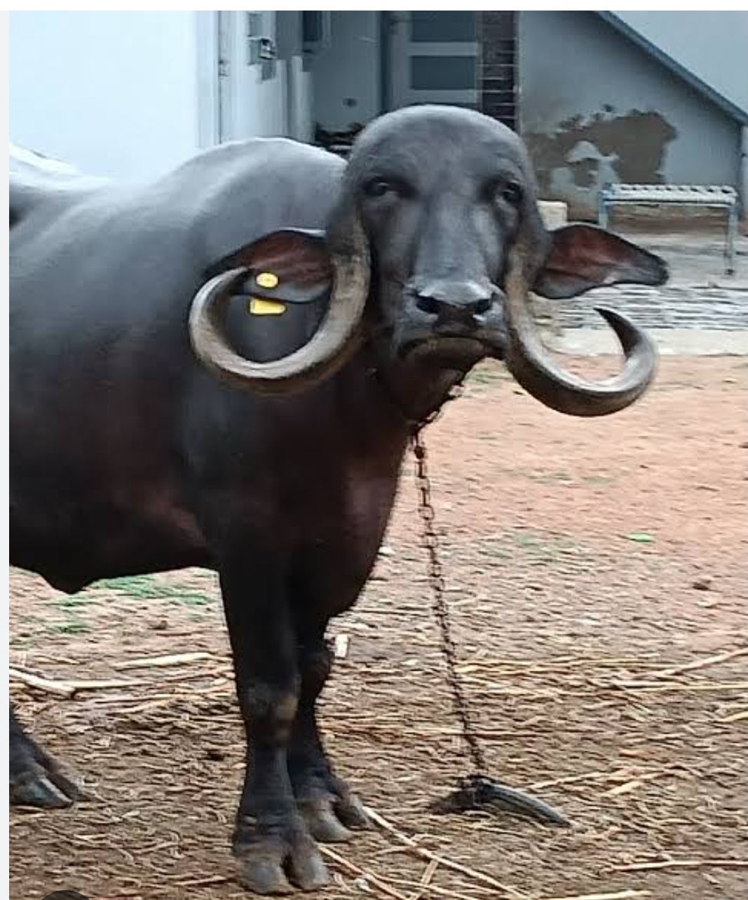 ભેંસ વેચવાની છે.