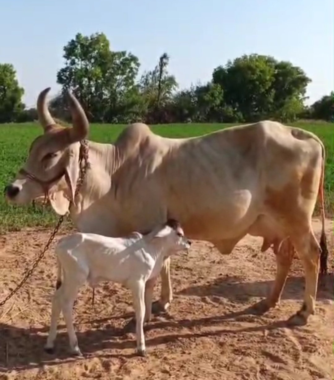 વેચાણ માટે