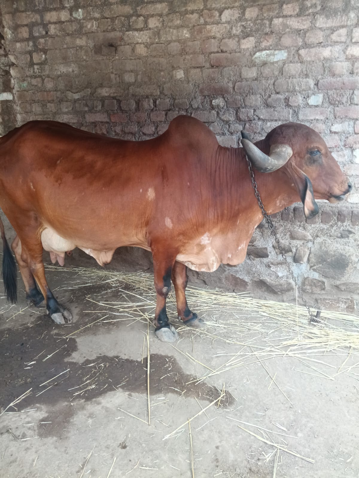 ₹42,000 માં  ત્રીજું વેતર એક બે દિવસની વિહાવાની વાર છે ગામ મોટી કુંડળ ગઢડા તાલુકો