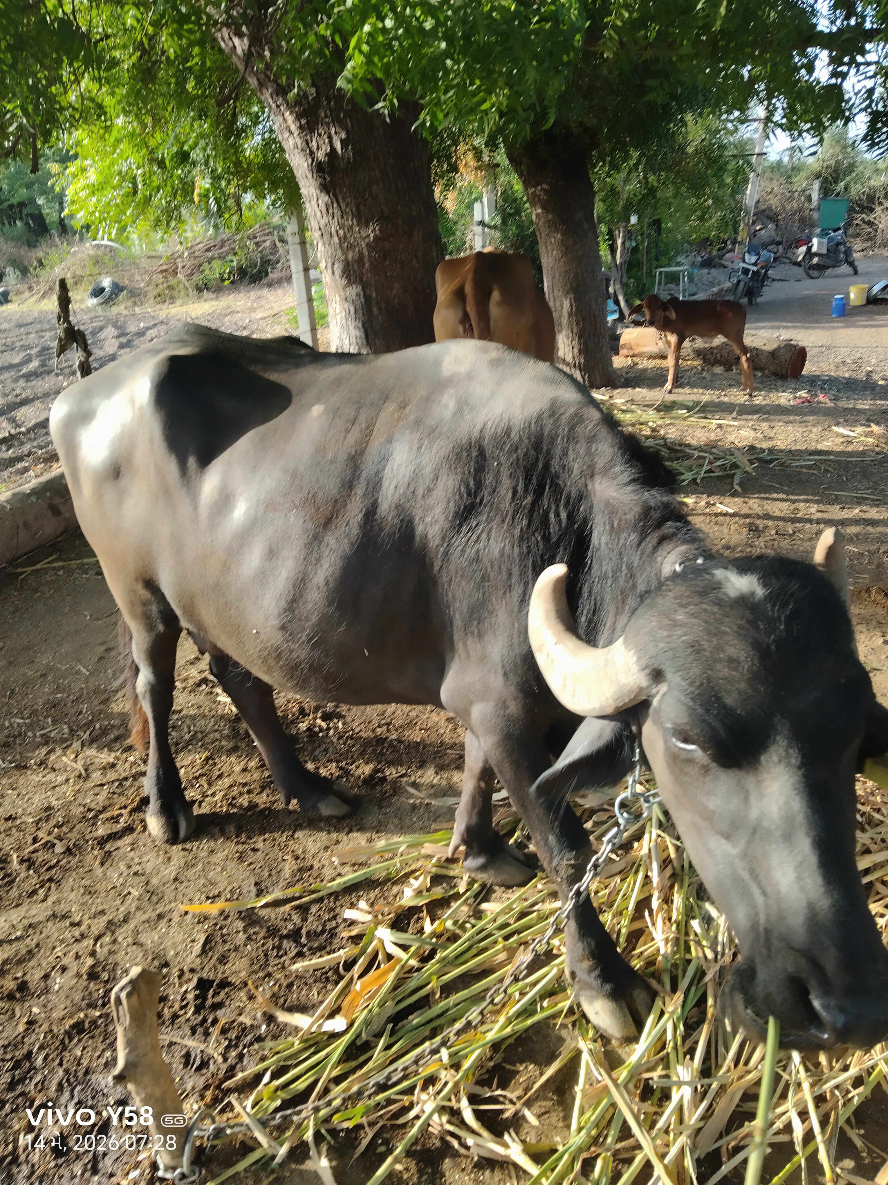 વેચાણ માટે