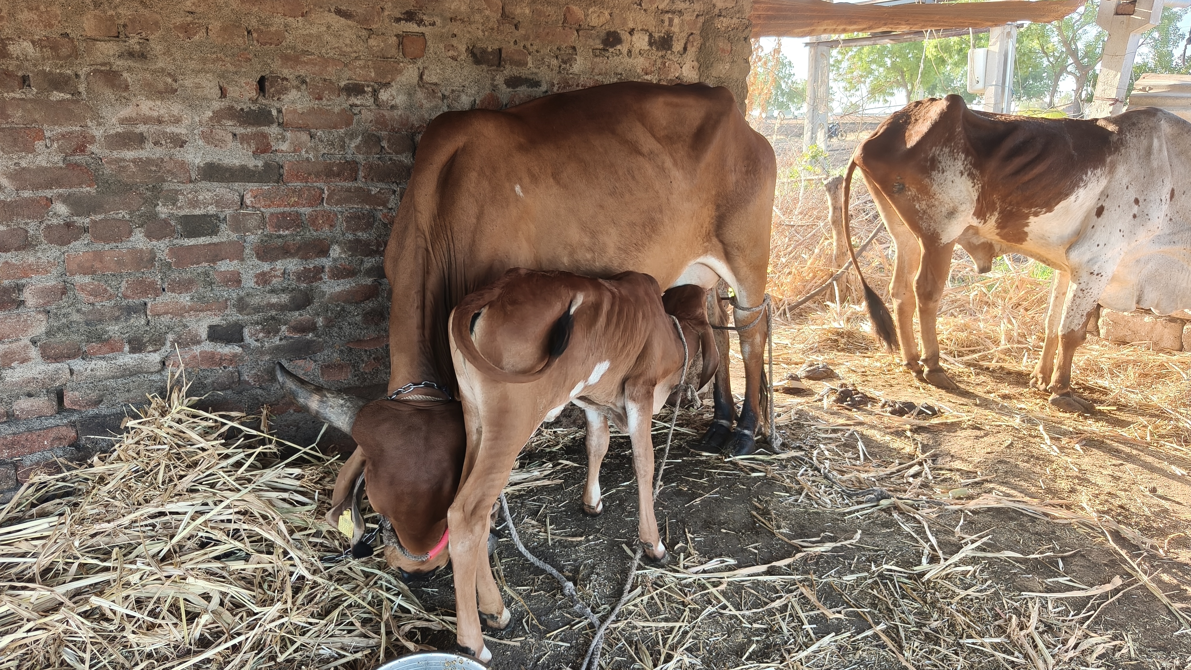 વેચાણ માટે