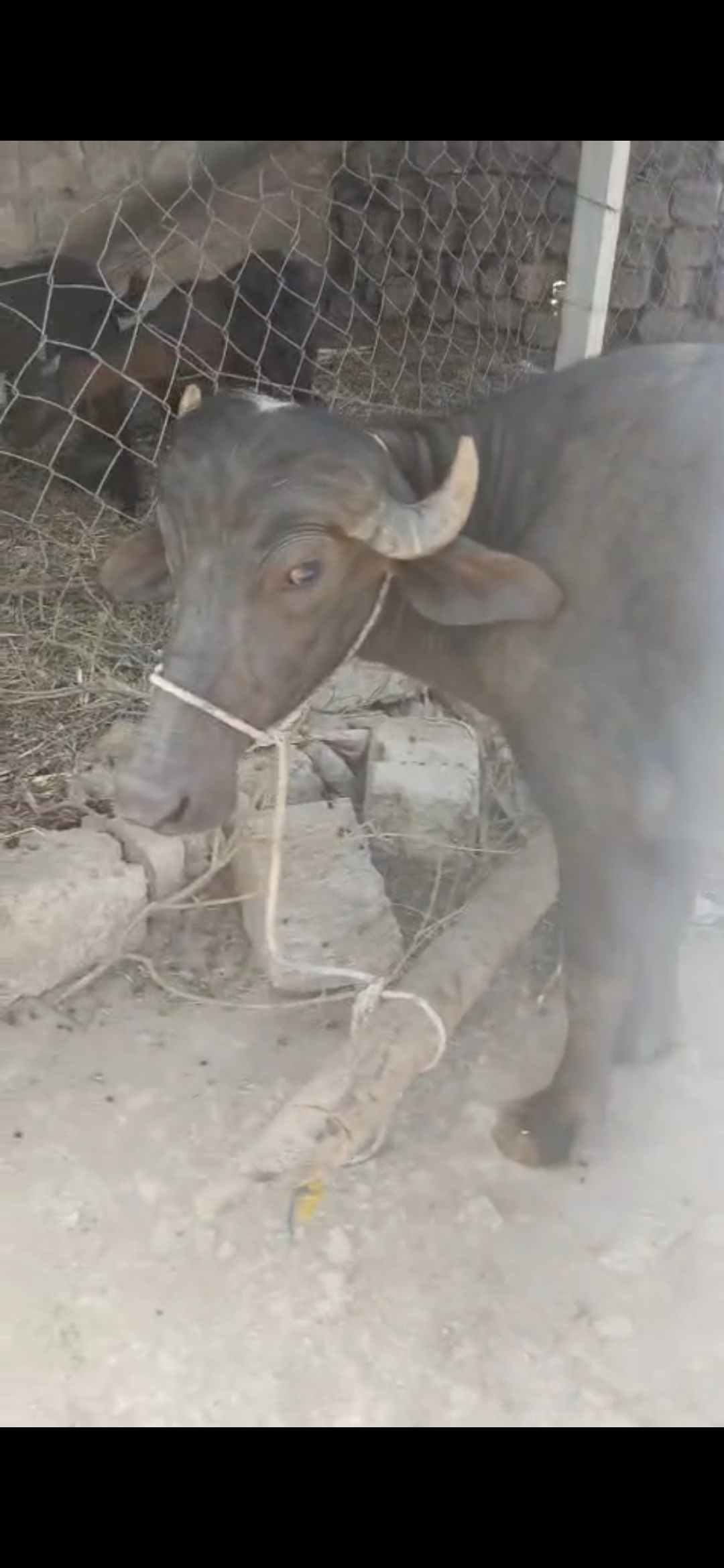 વેચાણ માટે 2