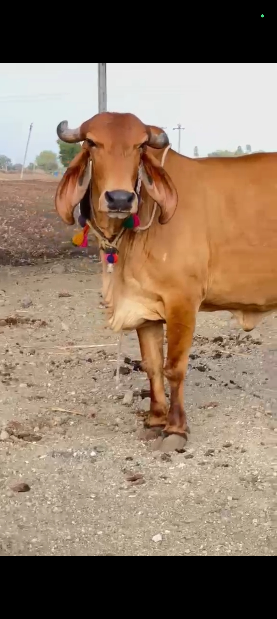 વેચાણ માટે 3