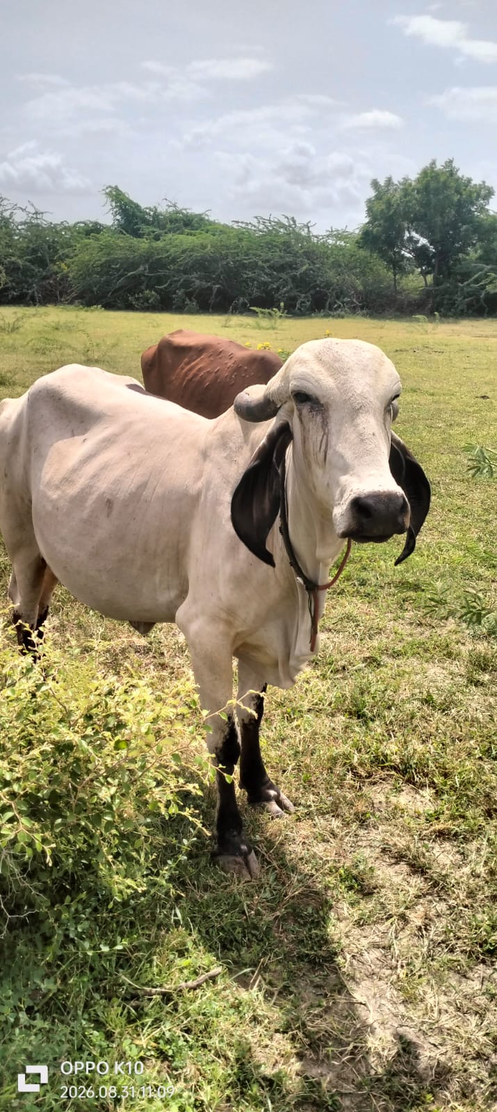 વેચાણ માટે